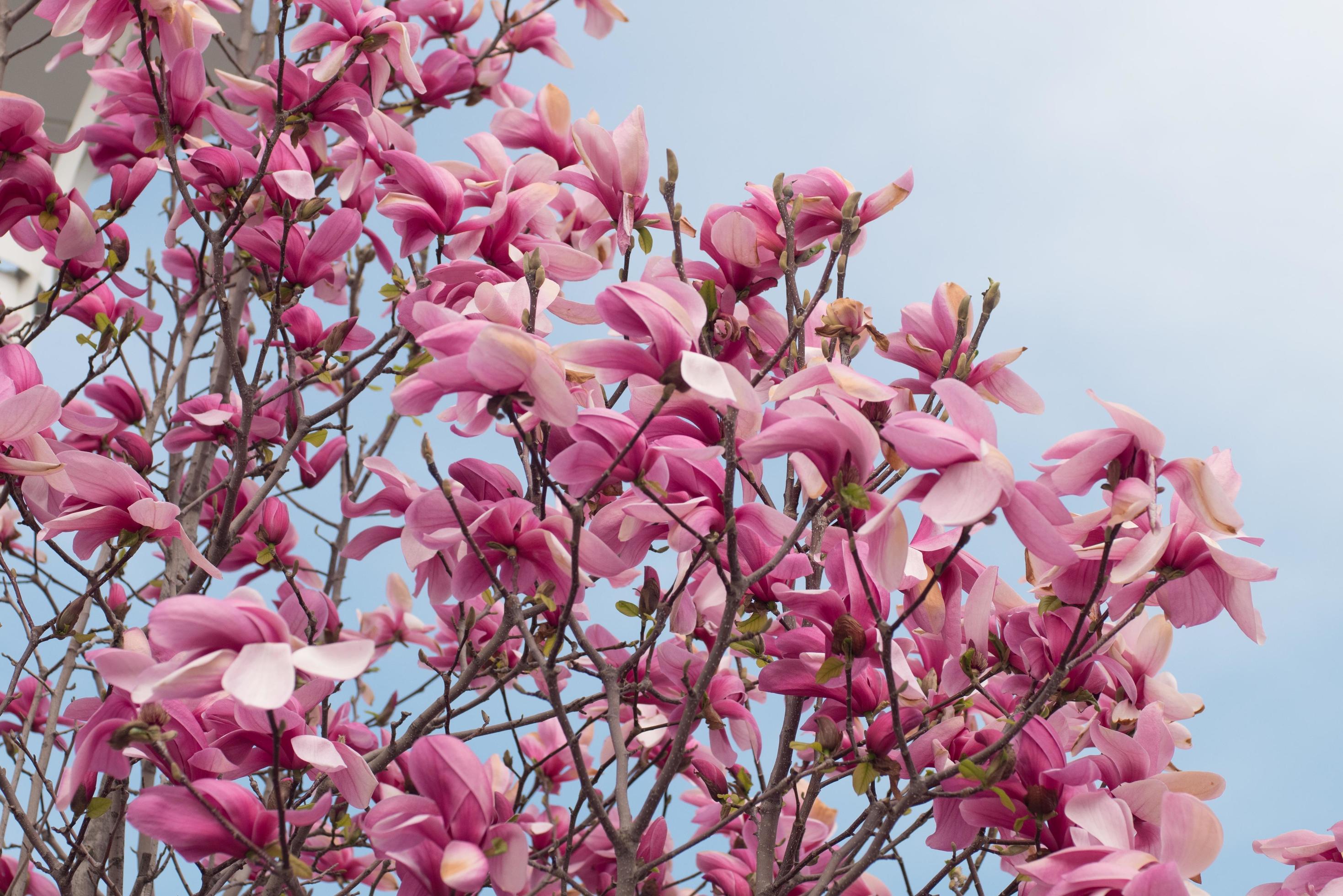 Close up of magnolia tree with pink flowers against sky Stock Free