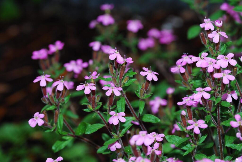 small pink flowers Stock Free