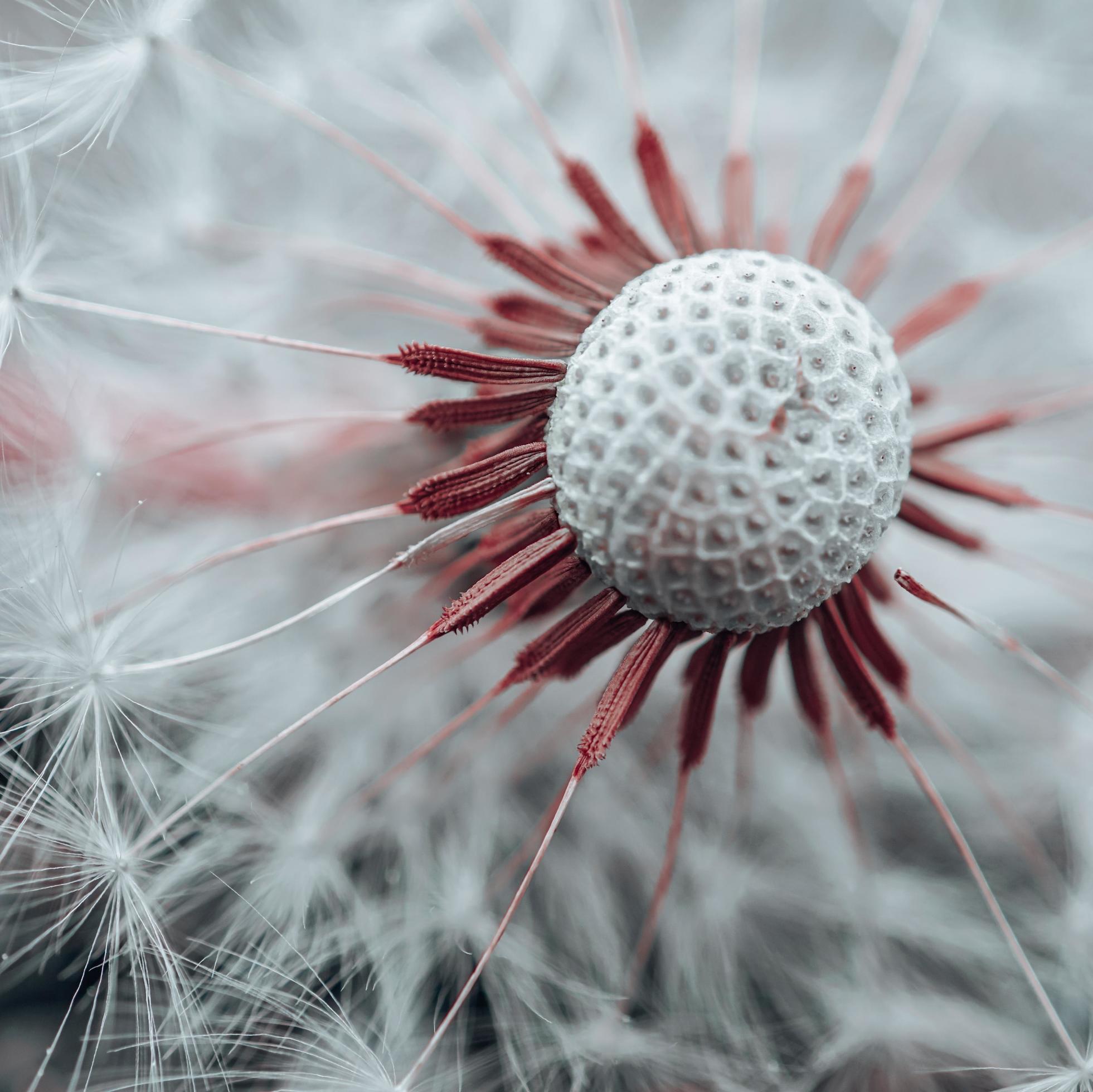 beautiful dandelion flower seed in springtime Stock Free