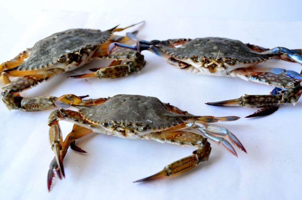 Crabs 2 Stock Free