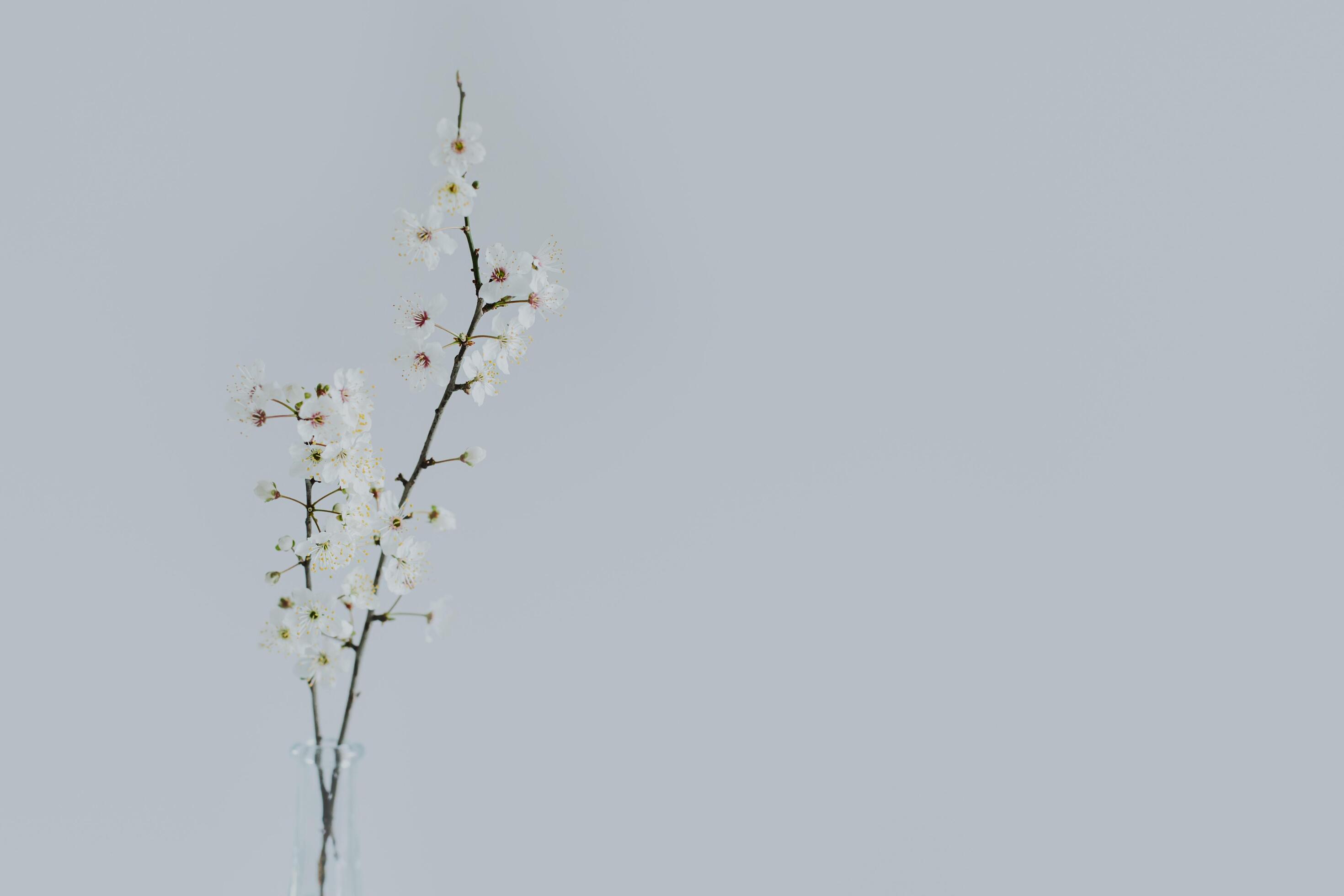 Beautiful blossom branches in a vase on a grey background. Spring minimalistic concept. Stock Free