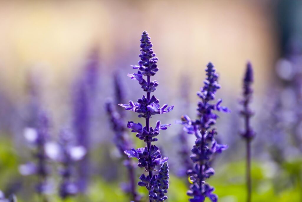 lavender flowers, close-up, selective focus Stock Free