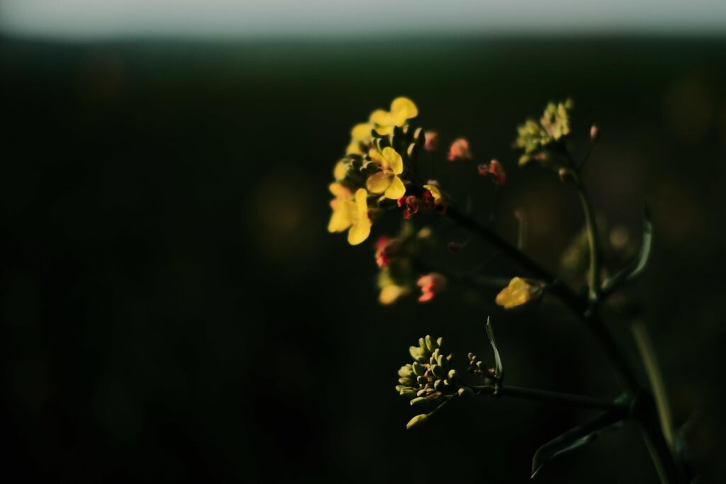 Yellow flowers in low light Stock Free