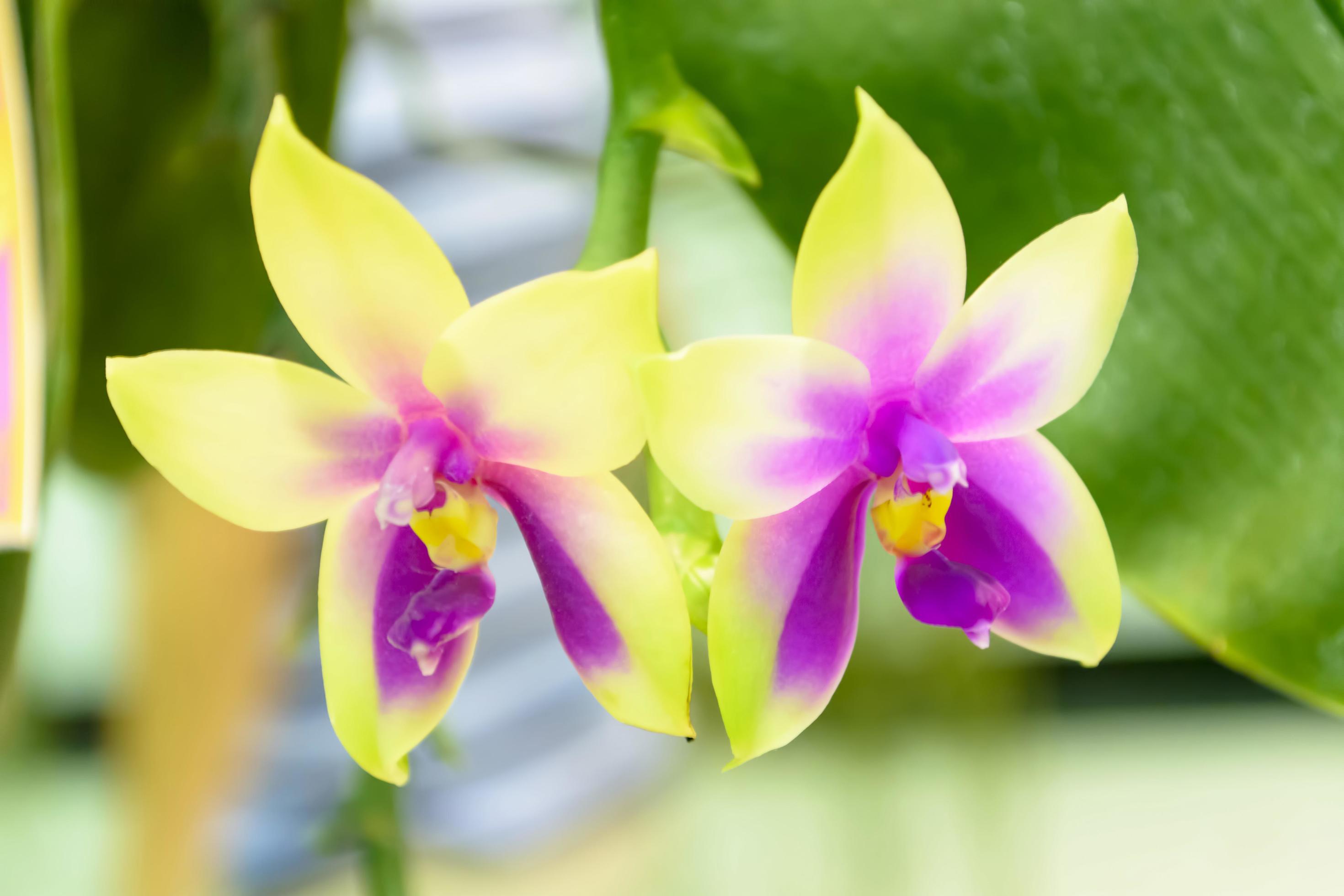 Orchidaceae is a diverse and widespread family of flowering plants, with blooms that are often colourful and often fragrant. Stock Free