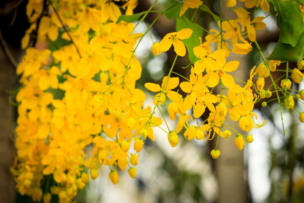 Beautiful golden shower flower Ratchaphruek, tropical yellow flower blooming in summer garden Stock Free