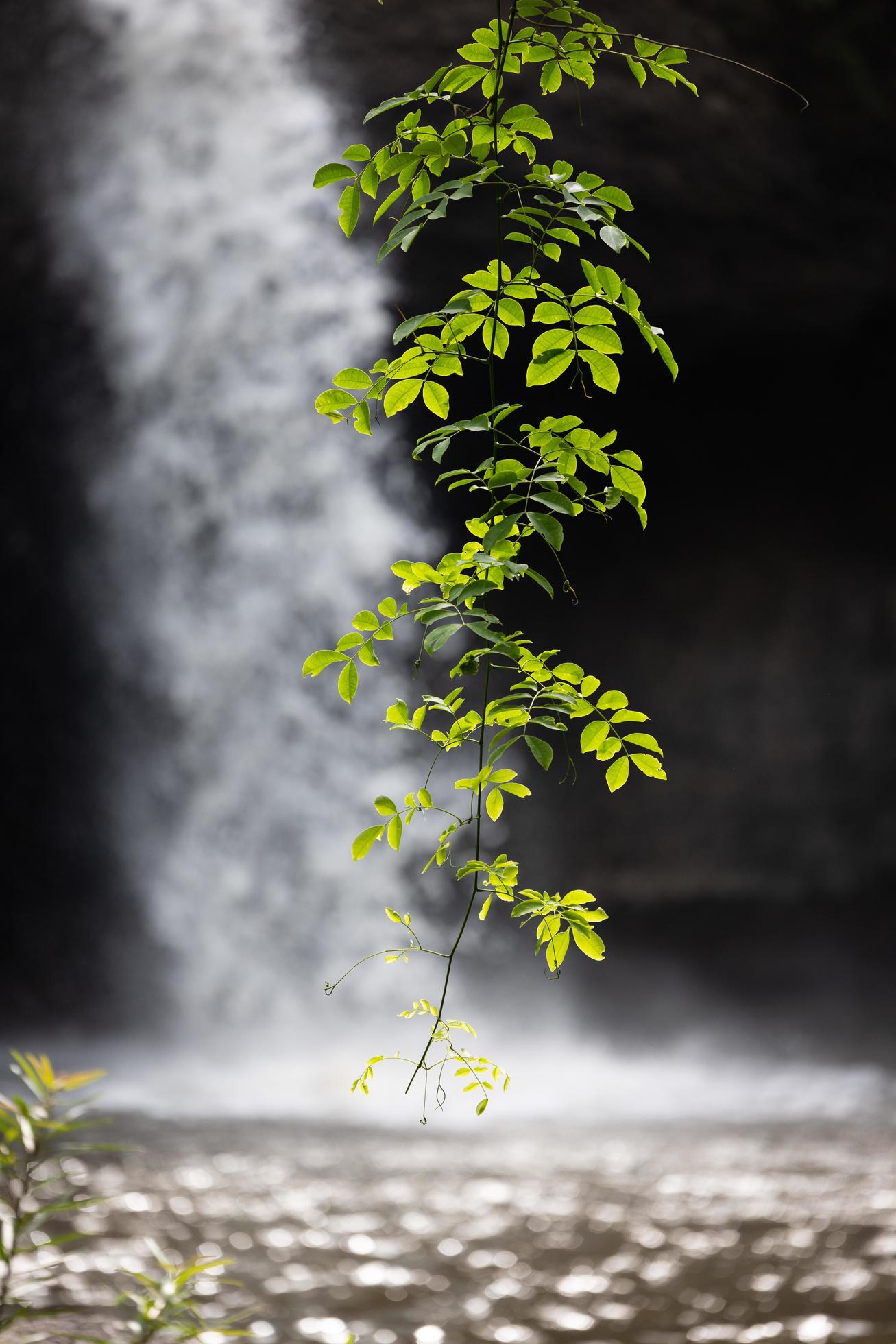 A natural waterfall in a big forest in the midst of beautiful nature. Stock Free