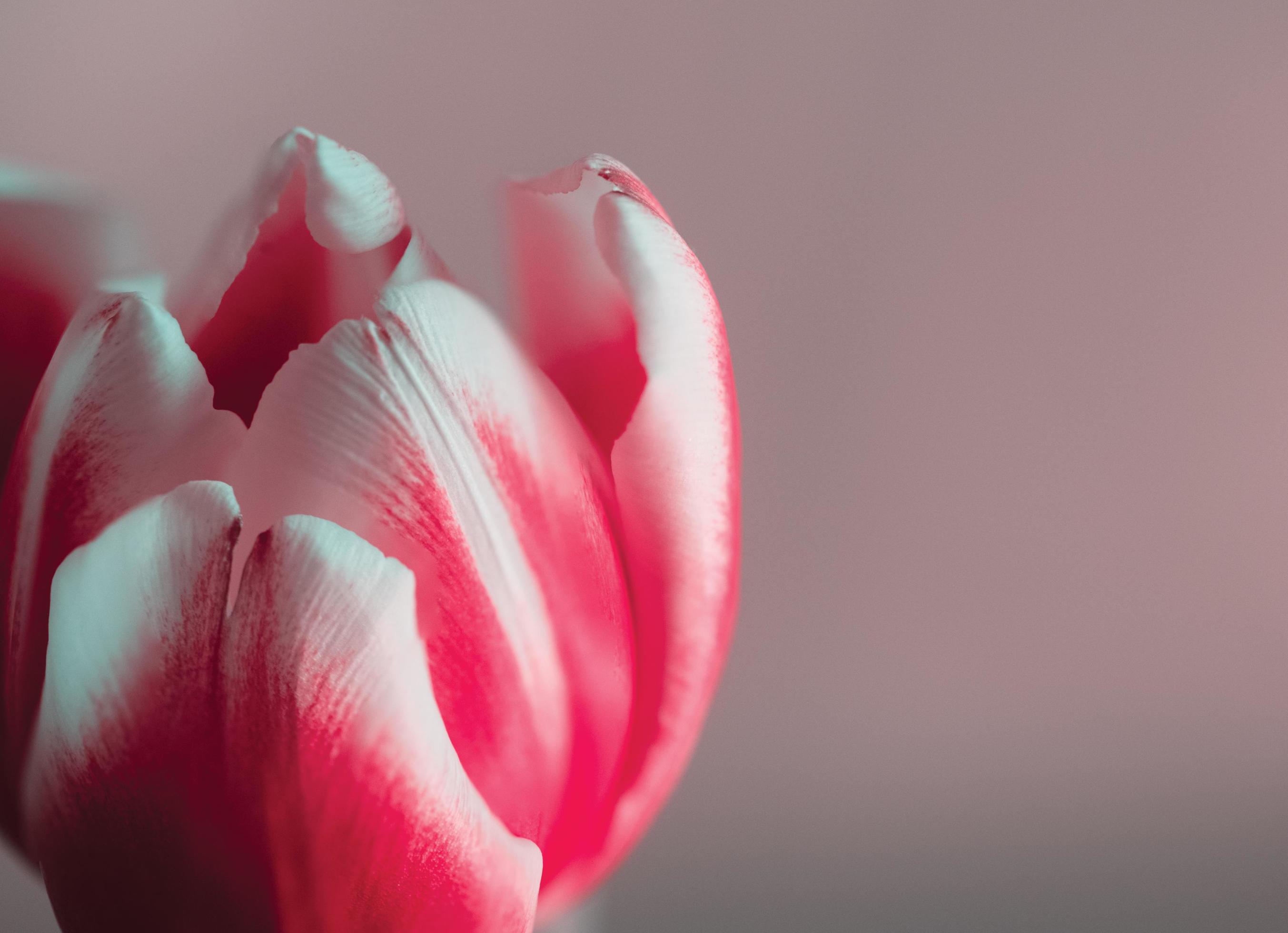 Close up of a pink and white tulip flower against a greyish pink background Stock Free