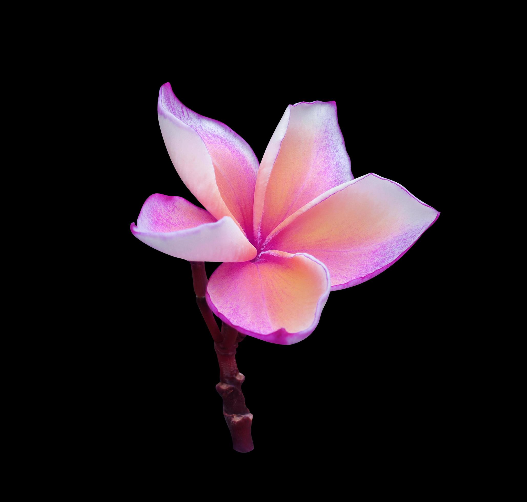 Plumeria or Frangipani flower. Close up pink-purple frangipani flower bouquet isolated on black background. The side of exotic flower branch. Stock Free