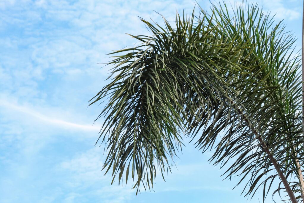 Palm leaves on a cloudy sky background Stock Free