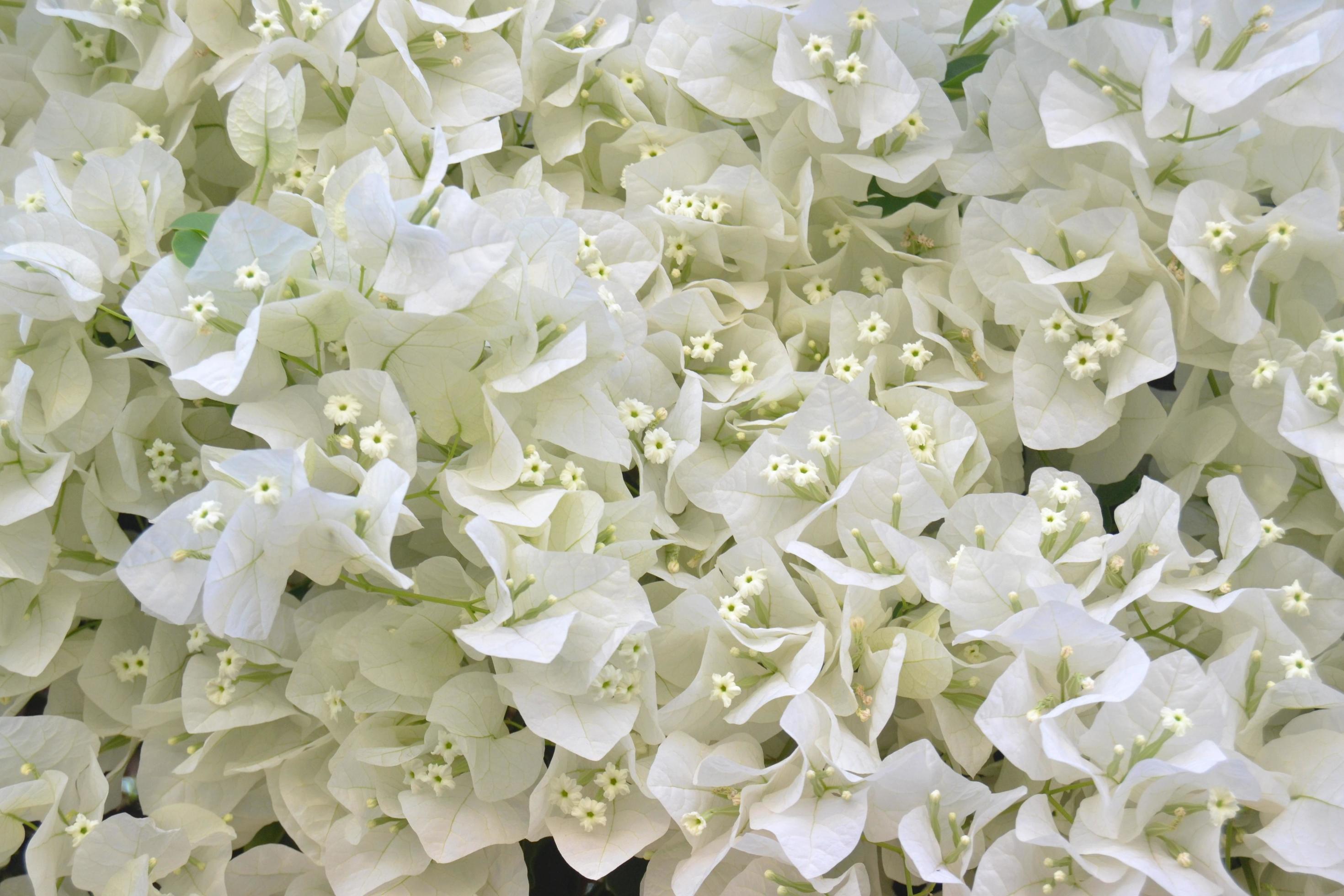 Bouquet of small white flowers of bouganvillea Stock Free