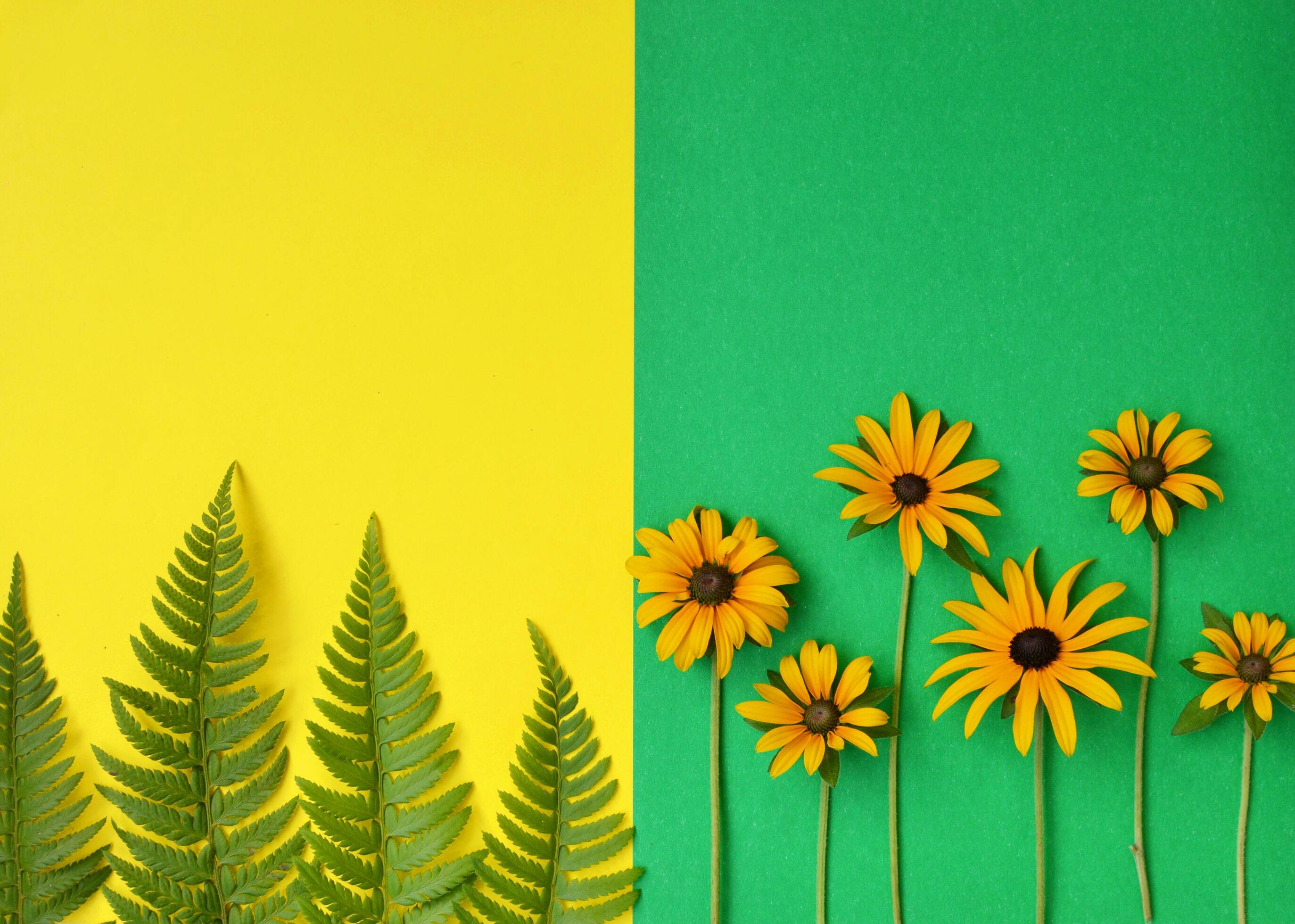 Green grass and yellow flowers on the colorful backgrounds and backdrop Stock Free