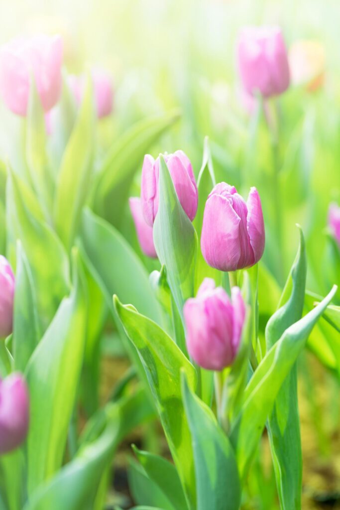 beautiful pink tulips flower in garden Stock Free