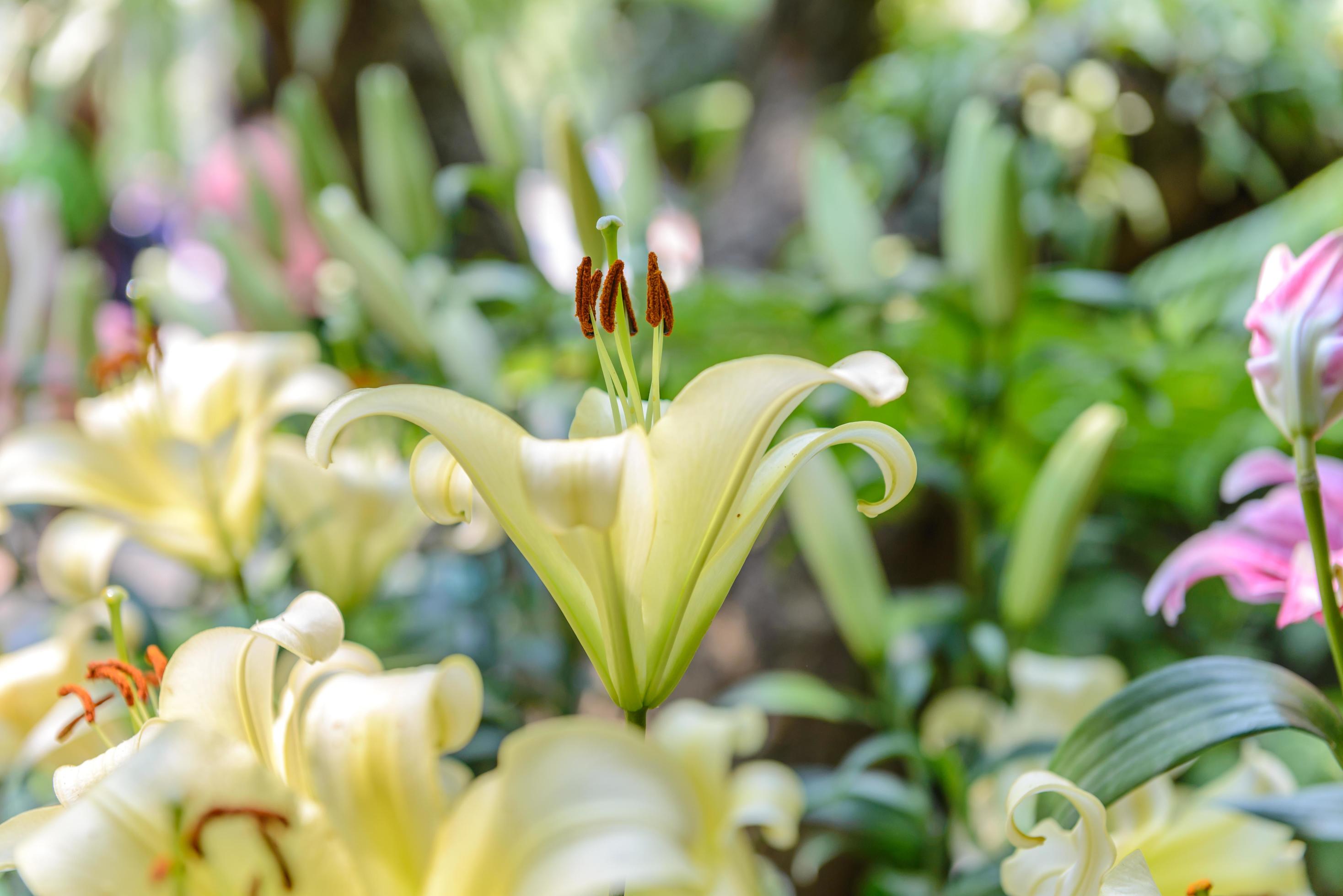 Yellow lily flower in the garden Stock Free