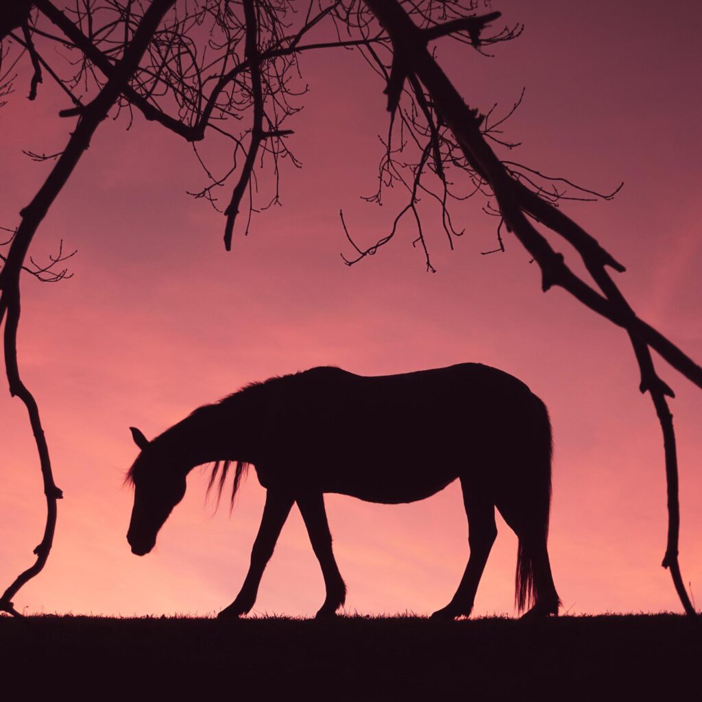 horse silhouette in the meadow with a beautiful sunset background Stock Free