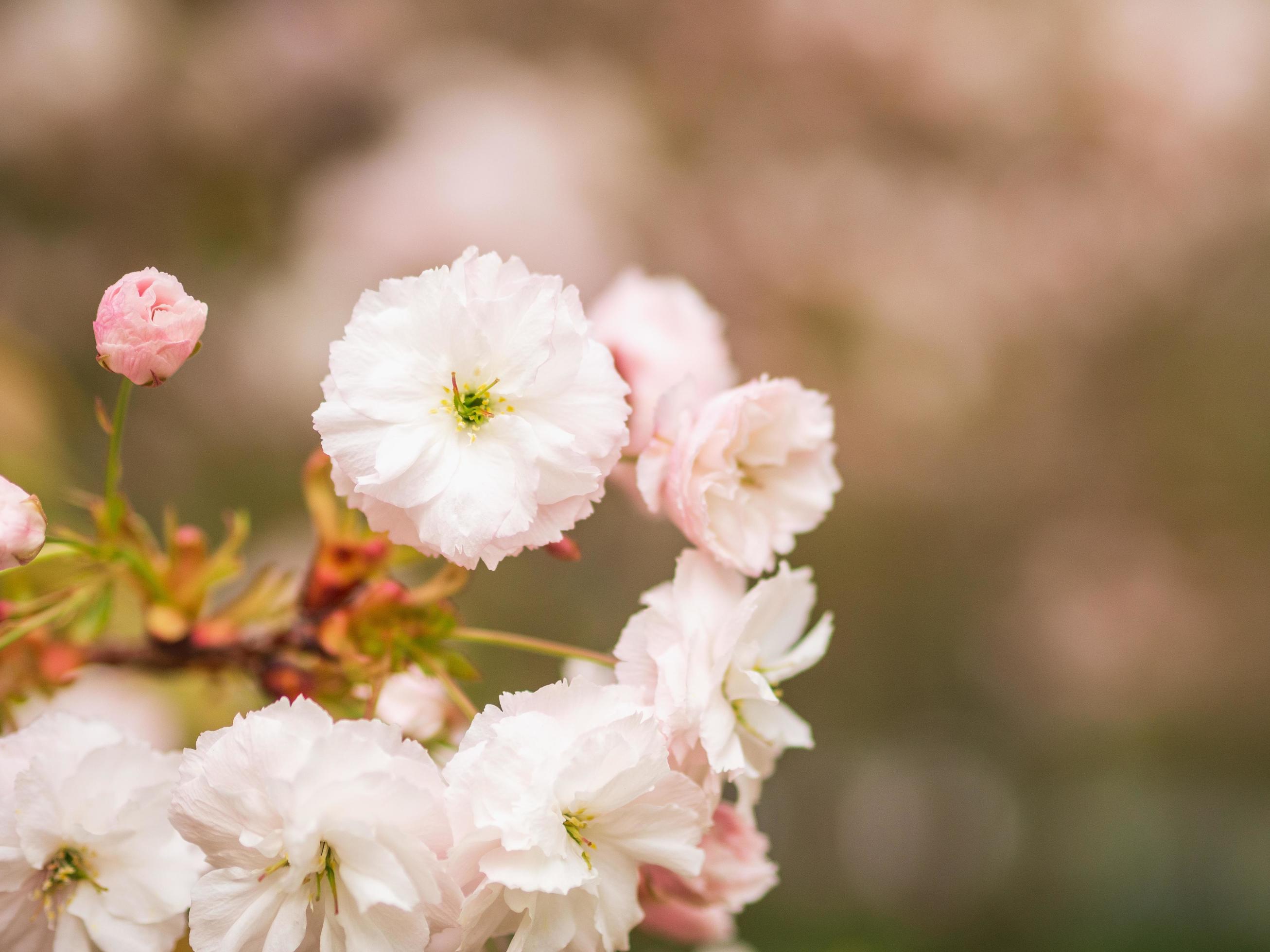 Shogetsu is a broad-spreading small deciduous tree with charming double flowers held in showy, hanging clusters of 3-6 blooms. Stock Free