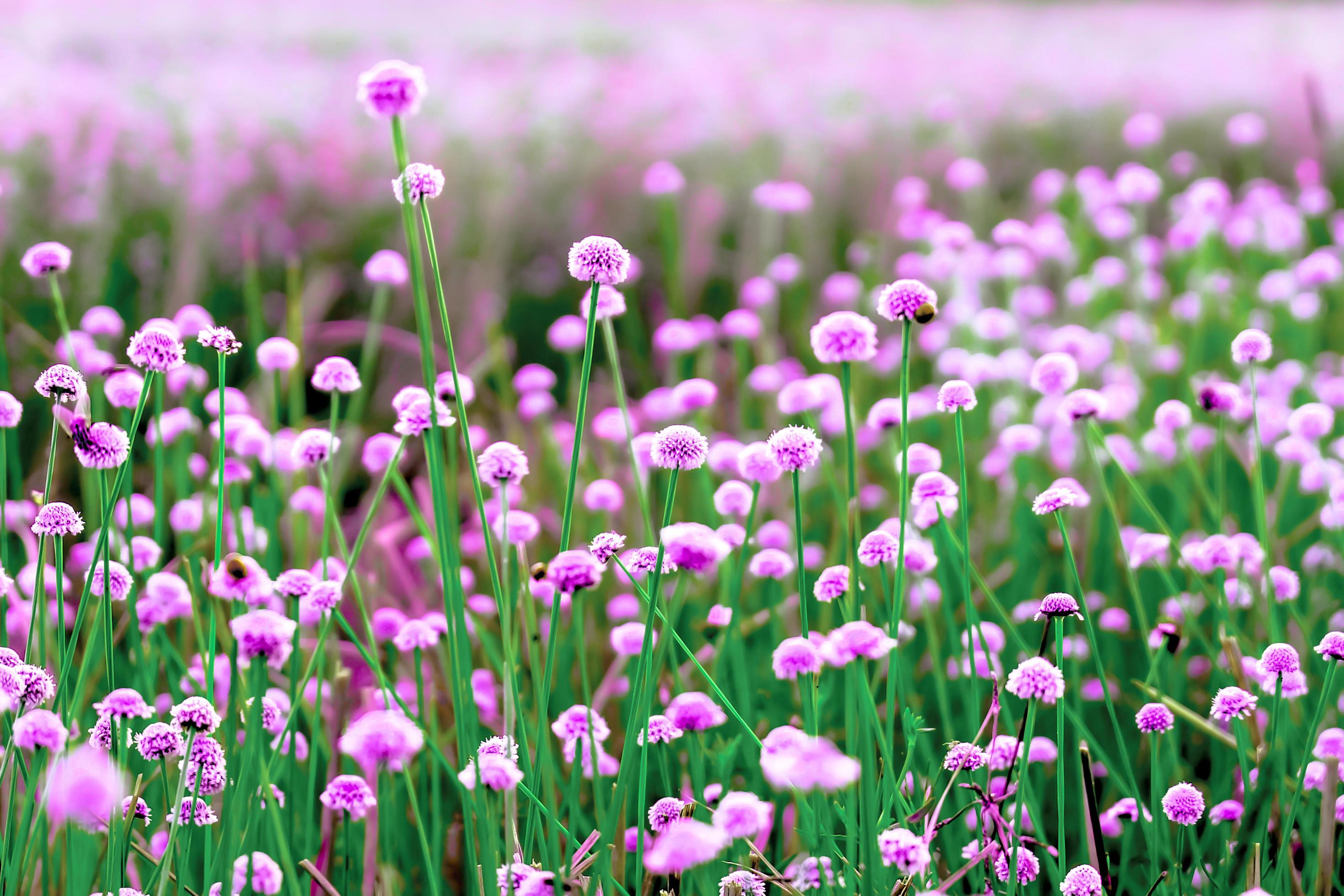 Pink wild flower fields.Beautiful growing and blooming in the nature,selective focus Stock Free