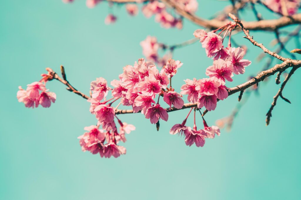 cherry blossom vintage and sotf light for natural background Stock Free