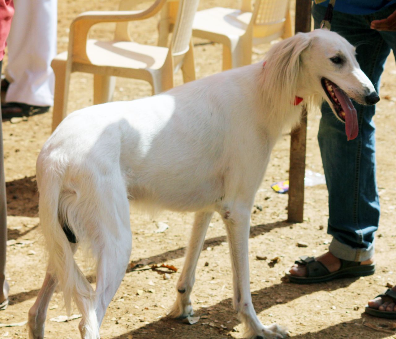 Mudhol Hound Stock Free