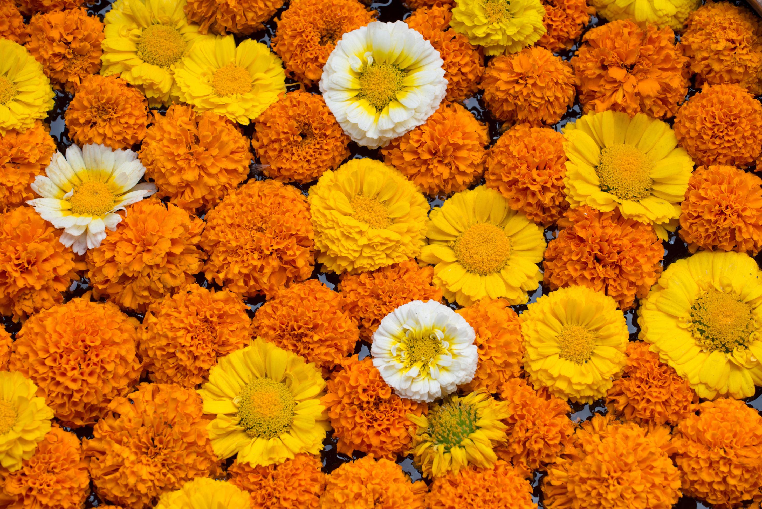 Group of colourful flowers use as background. Stock Free