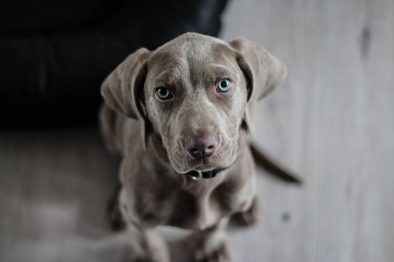 Lab Puppy Dog Stock Free