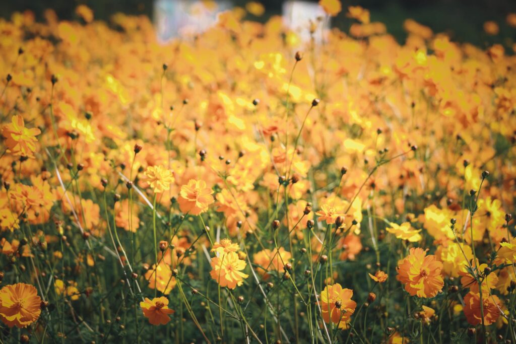 Orange and yellow cosmos flower blooming cosmos flower field, beautiful vivid natural summer garden outdoor park image. Stock Free