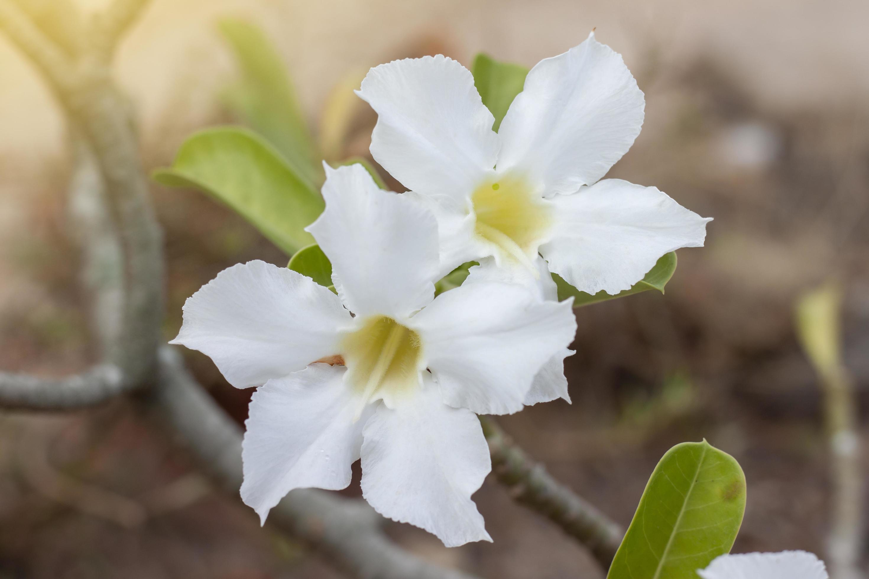 Fresh white desert rose, mock azalea, pinkbignonia or impala lily flowers bloom with sunlight on blur nature background. Stock Free