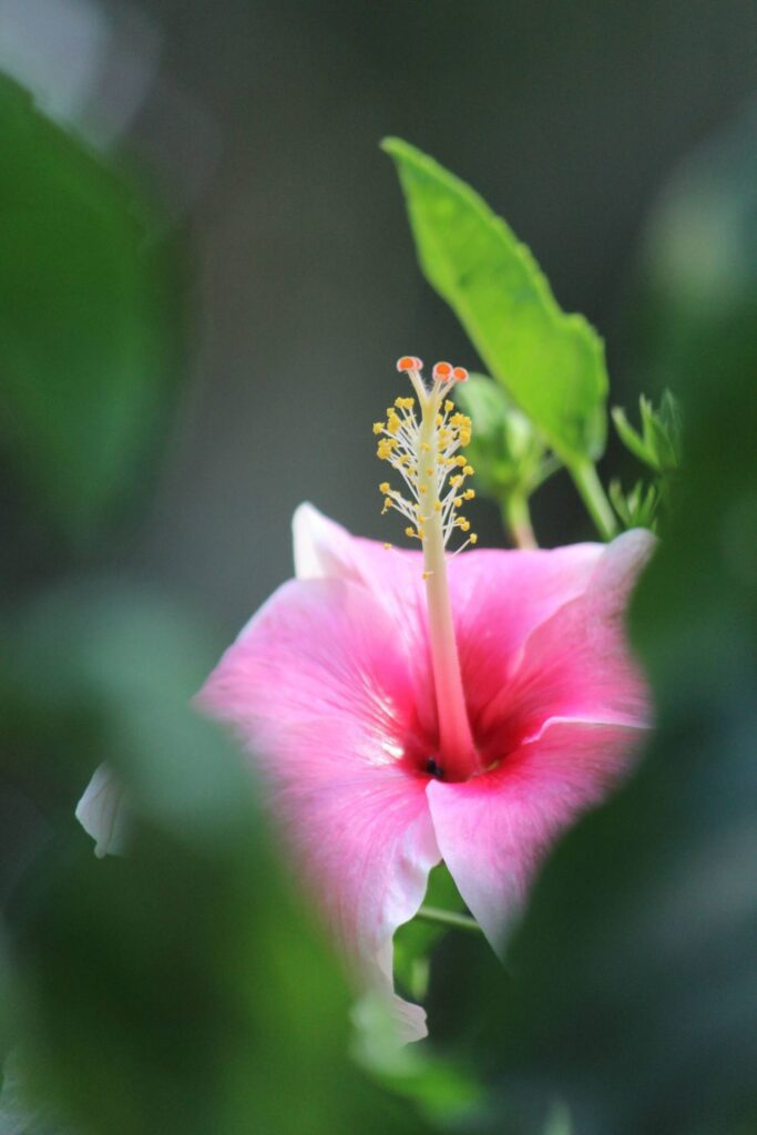 Rose Mallow Pink Hibiscus Flower Stock Free