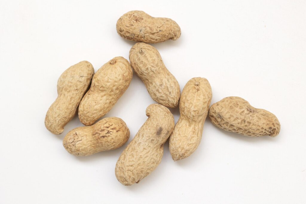 Peanut on white background Stock Free