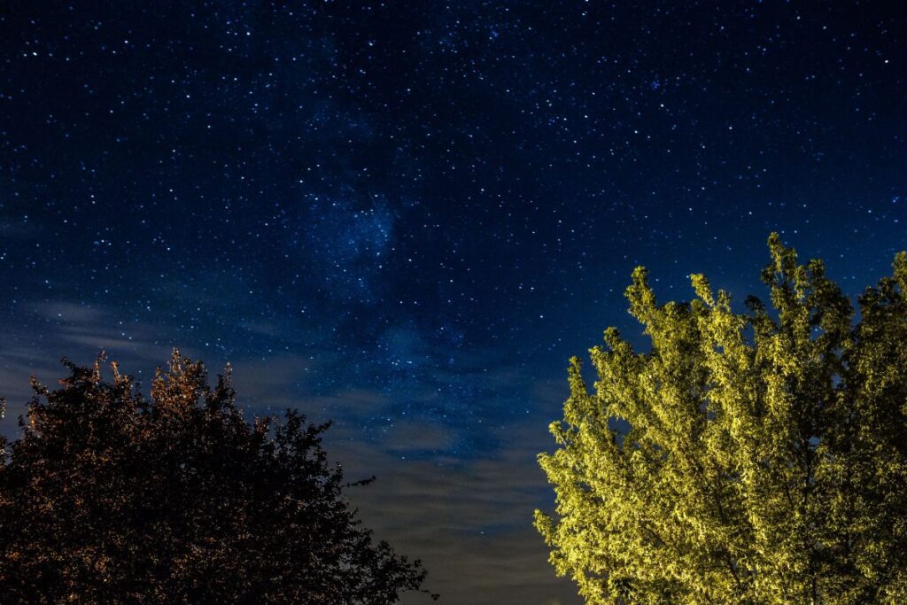 A trees under the starry sky Stock Free