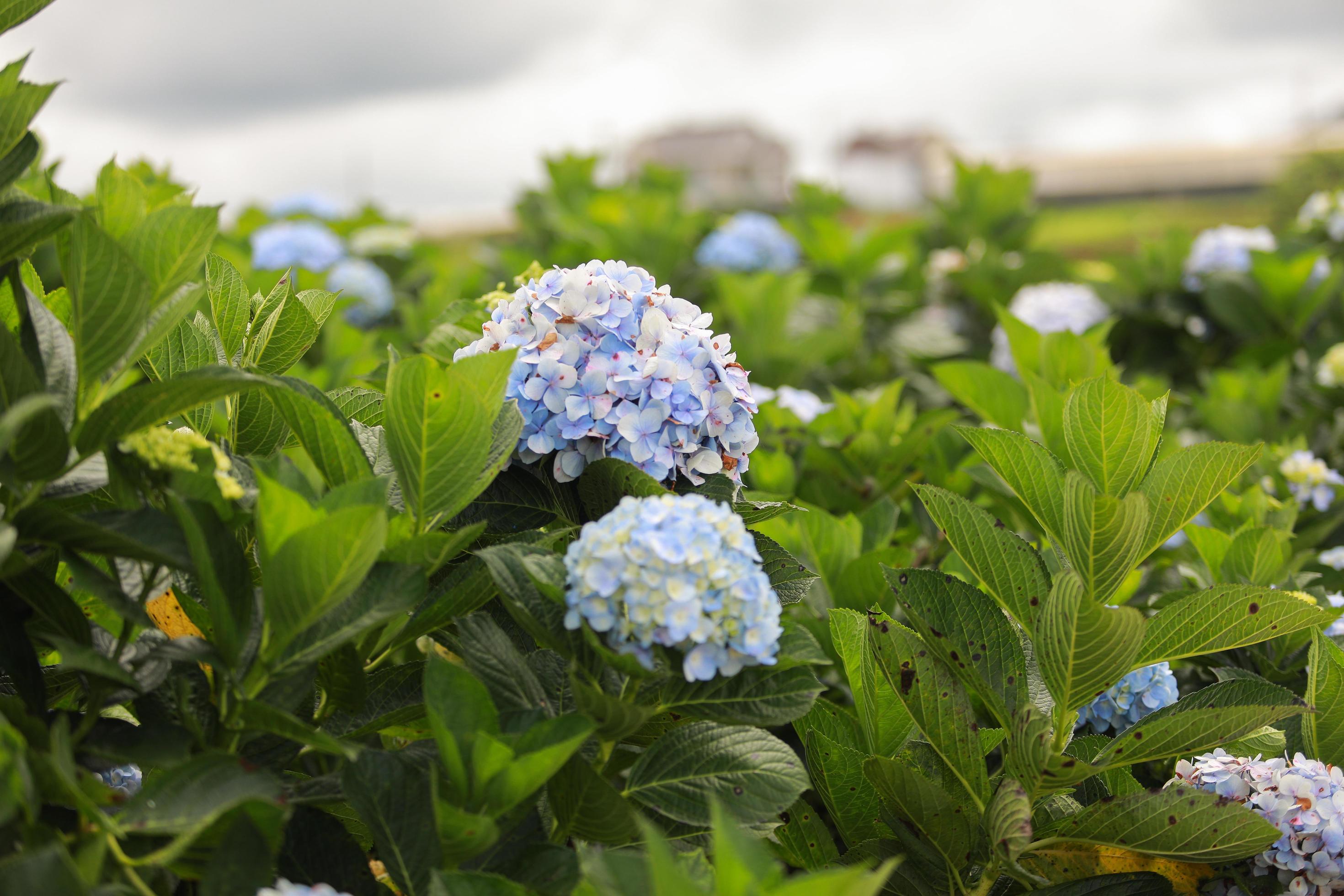 The white-blue flower calles hydrangea in a garden. Hydrangea Flower and Morning light Is a beautiful flower. Stock Free