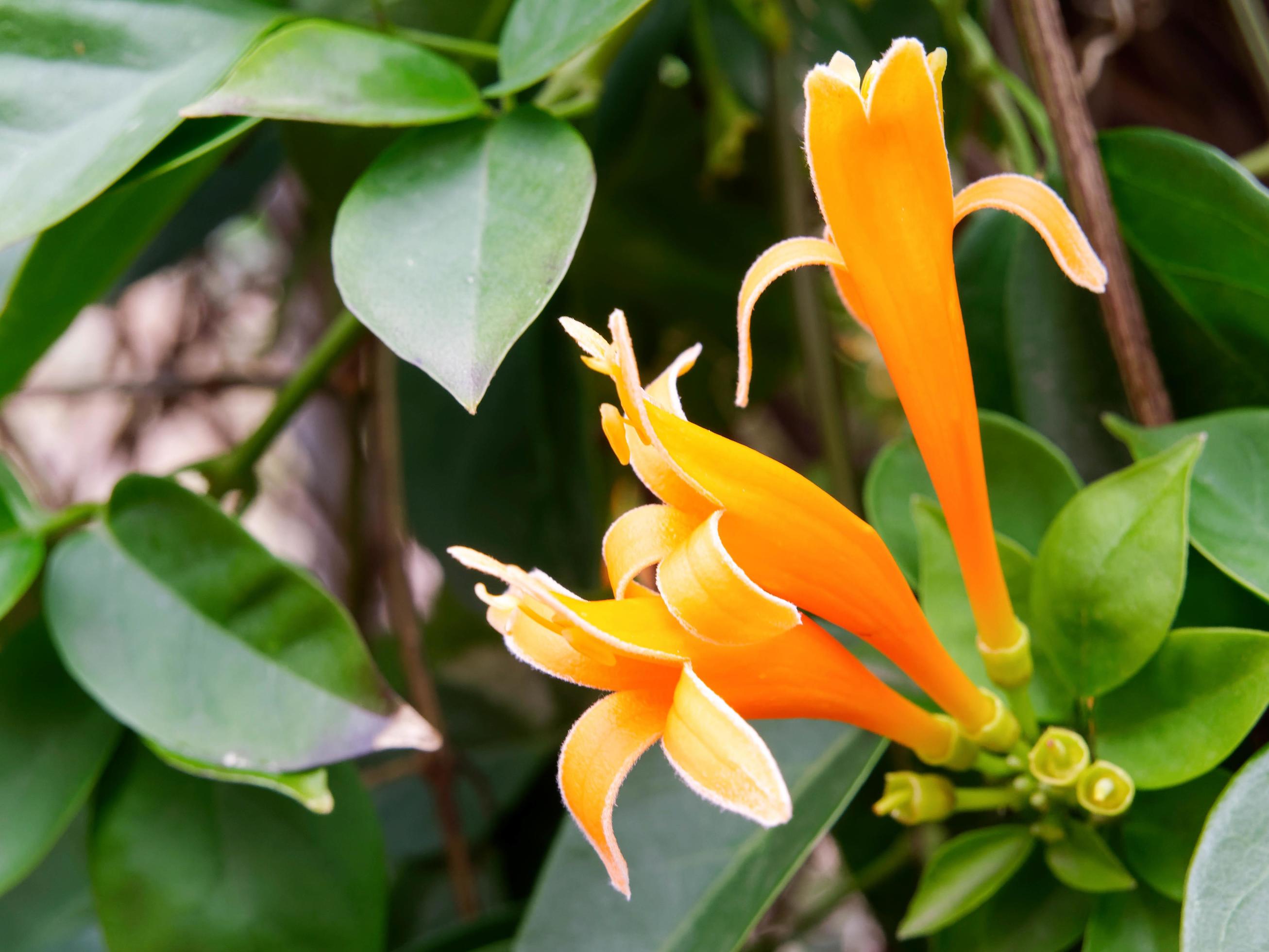 Flame Vine with Orange Trumpet Flowers Growing in Clusters in Tavira Stock Free