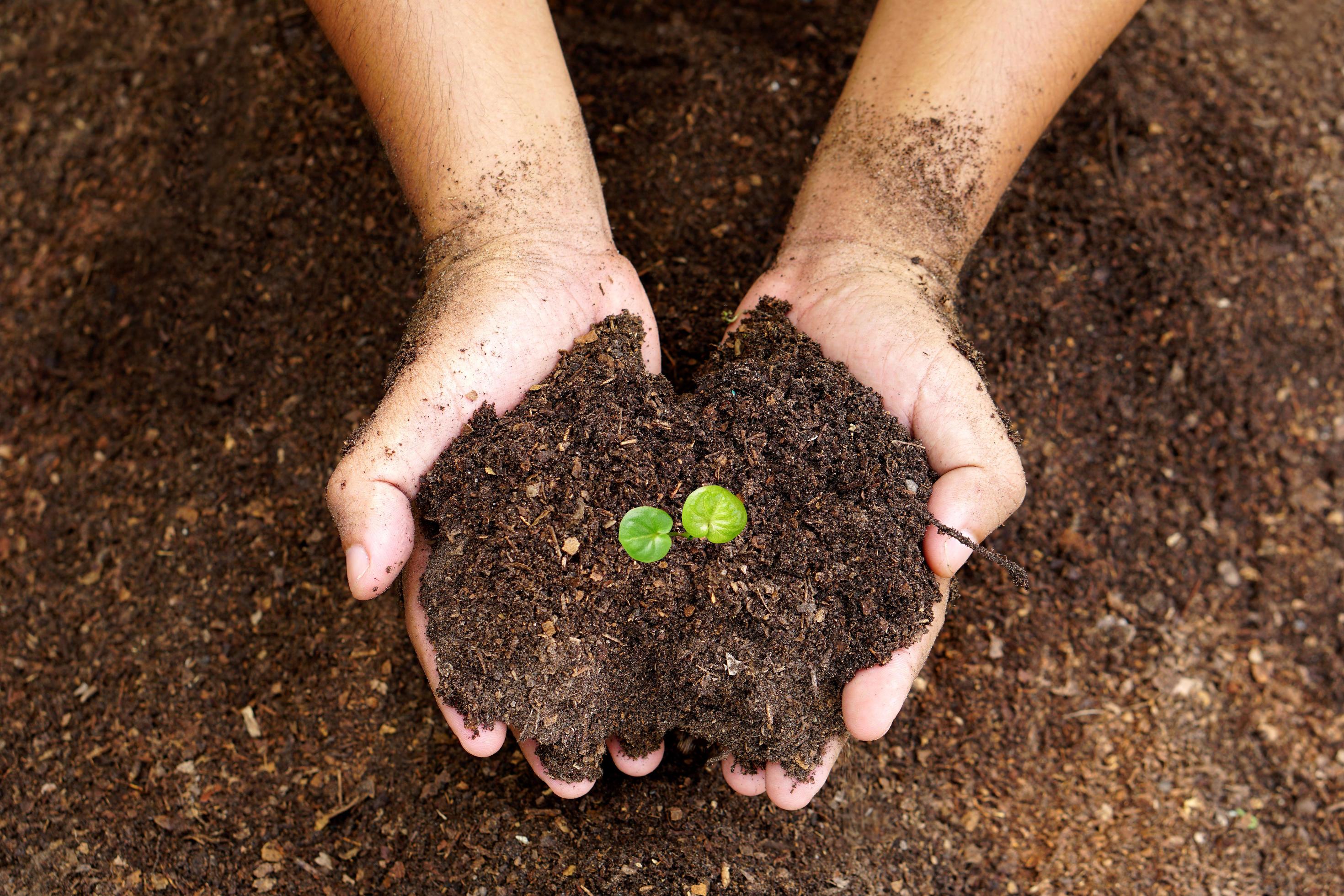 closeup hand of person holding abundance soil with young plant in hand for agriculture or planting peach nature concept. Stock Free