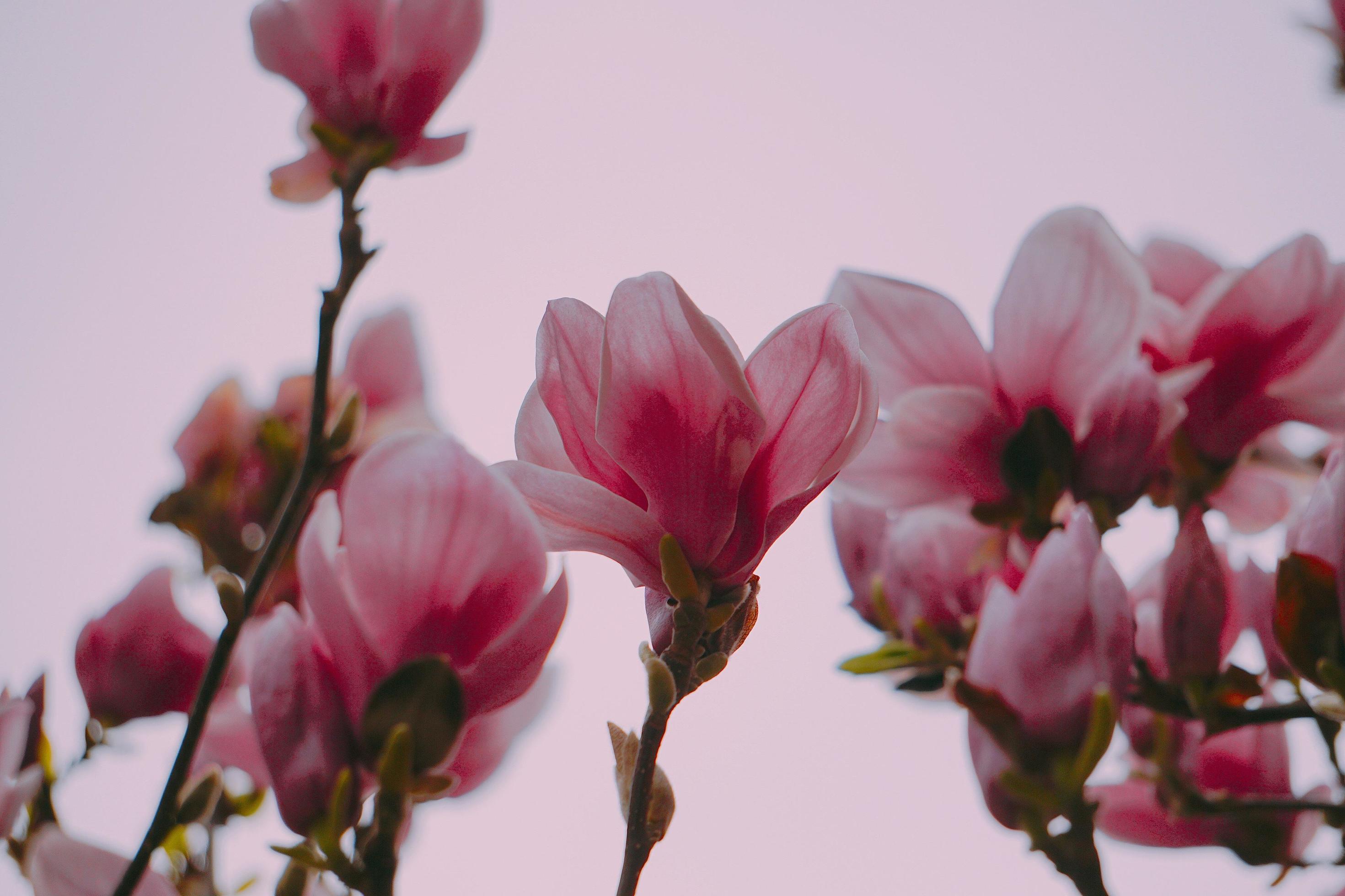 Pink flower plant in nature in the spring season Stock Free