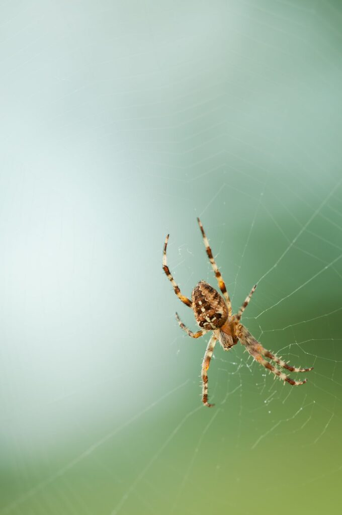 Arachnid Stock Free