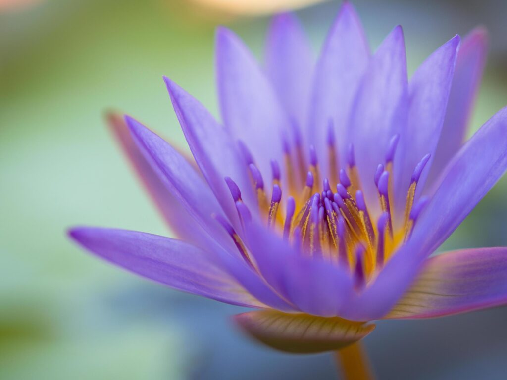 Closeup colorful beauty lotus flower blooming Stock Free