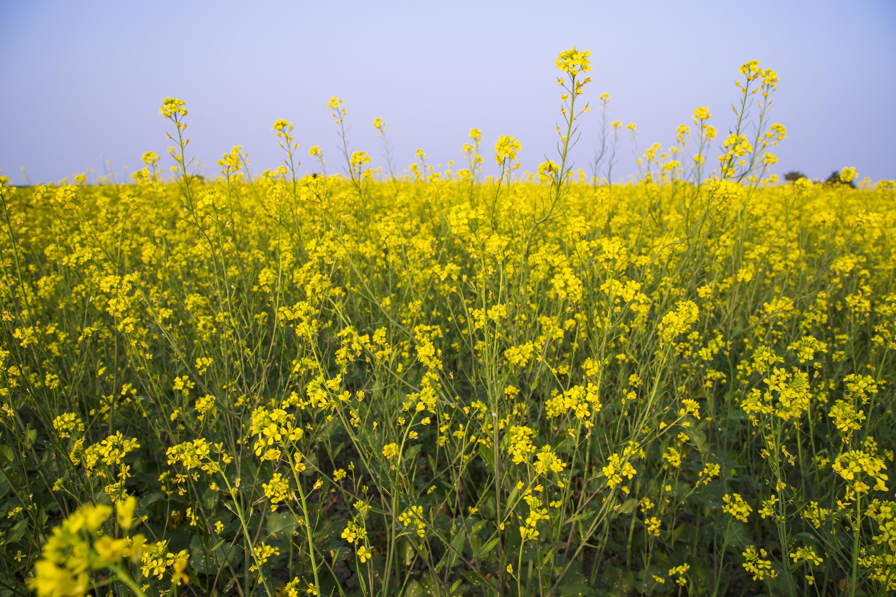 Yellow Rapeseed flowers in the field with blue sky. selective focus Natural landscape view Stock Free