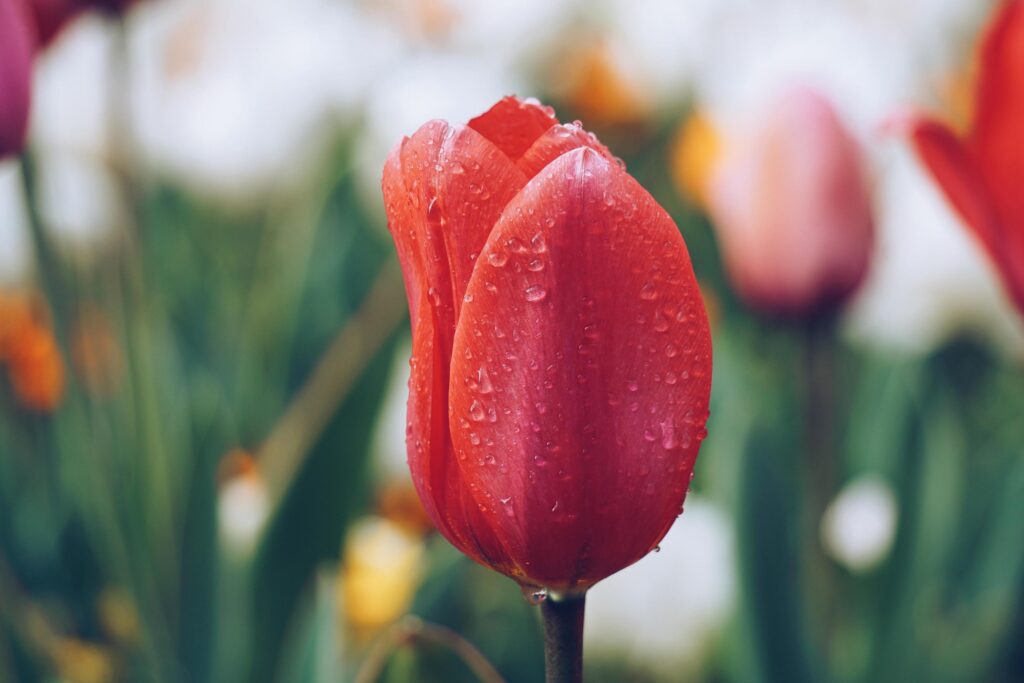 Red pink tulip flowers in the garden in the spring season Stock Free