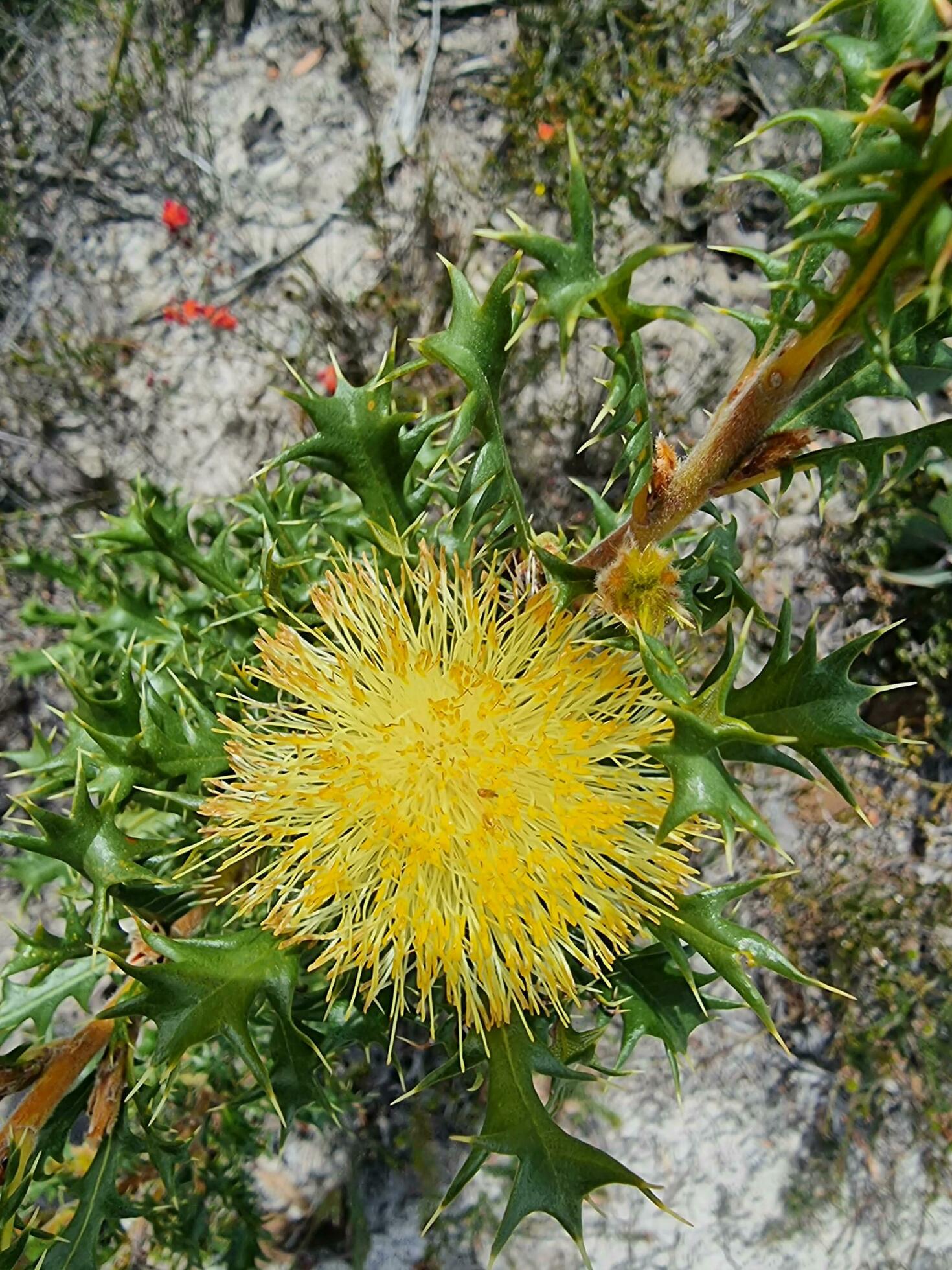 Australian Outback Flower Stock Free