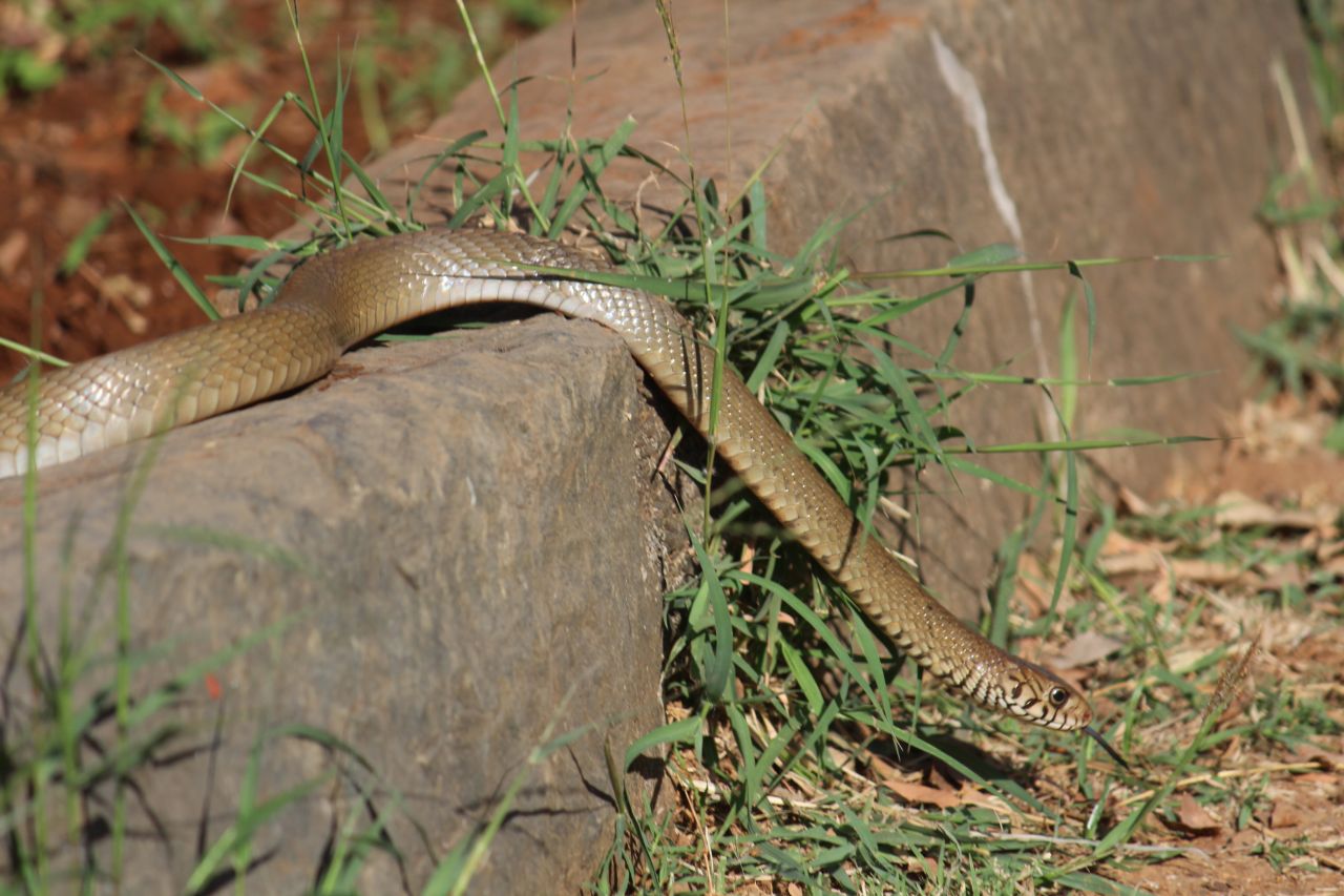 Snake In Garden Stock Free