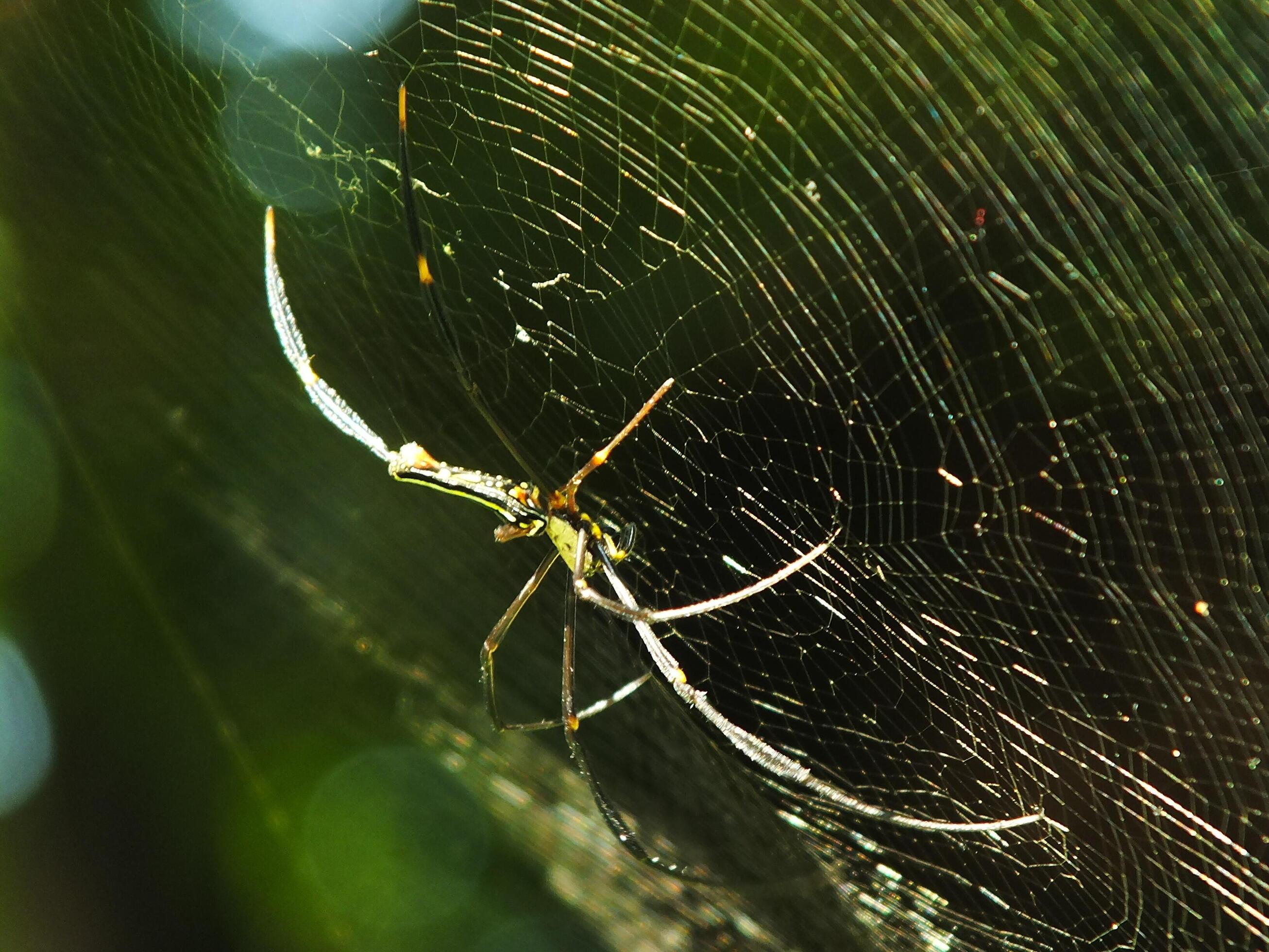 Spider in the cobweb with natural green forest background. A large spider waits patiently in its web for some prey Stock Free