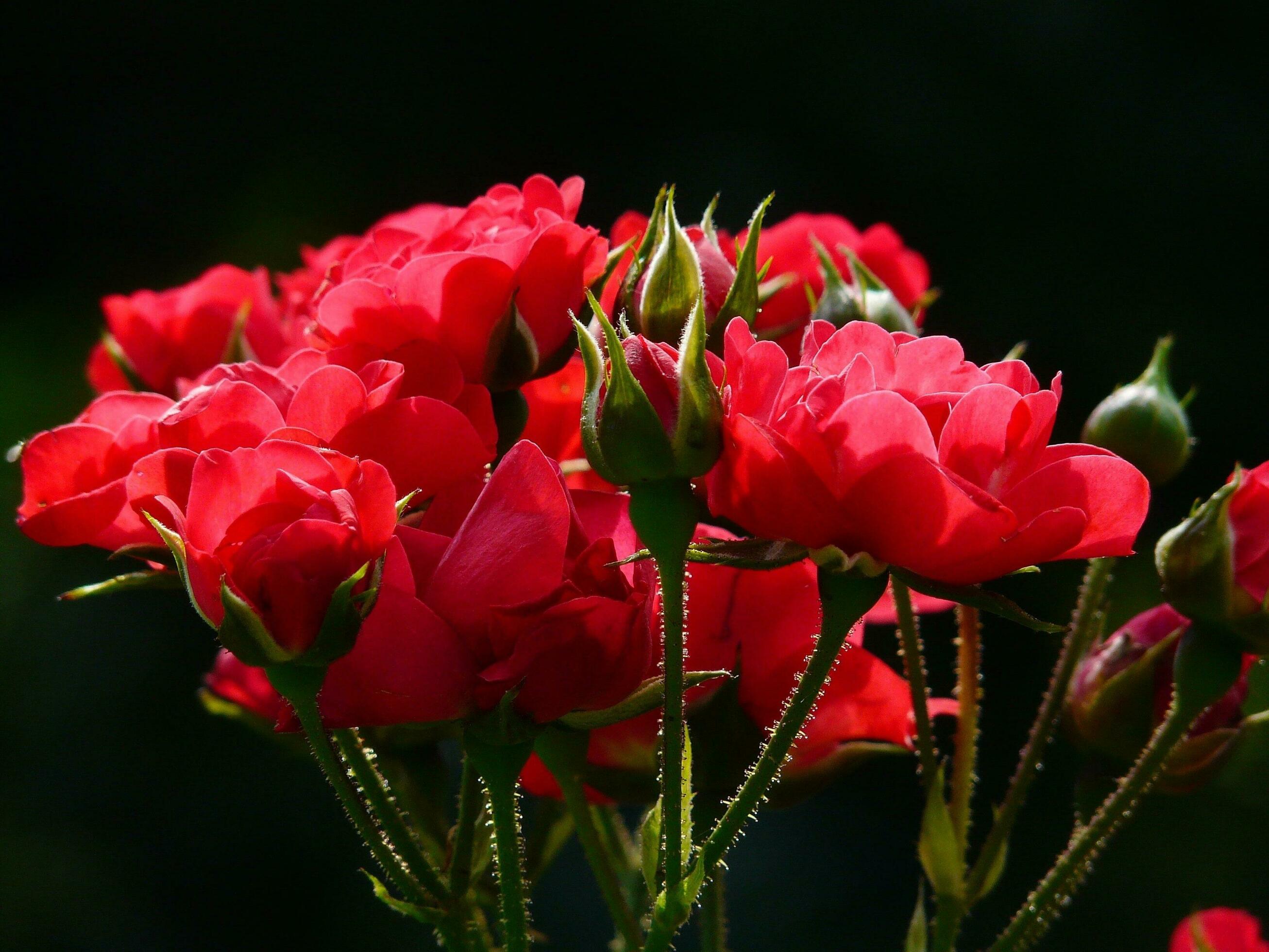 Flowers, Bud, Roses image Stock Free