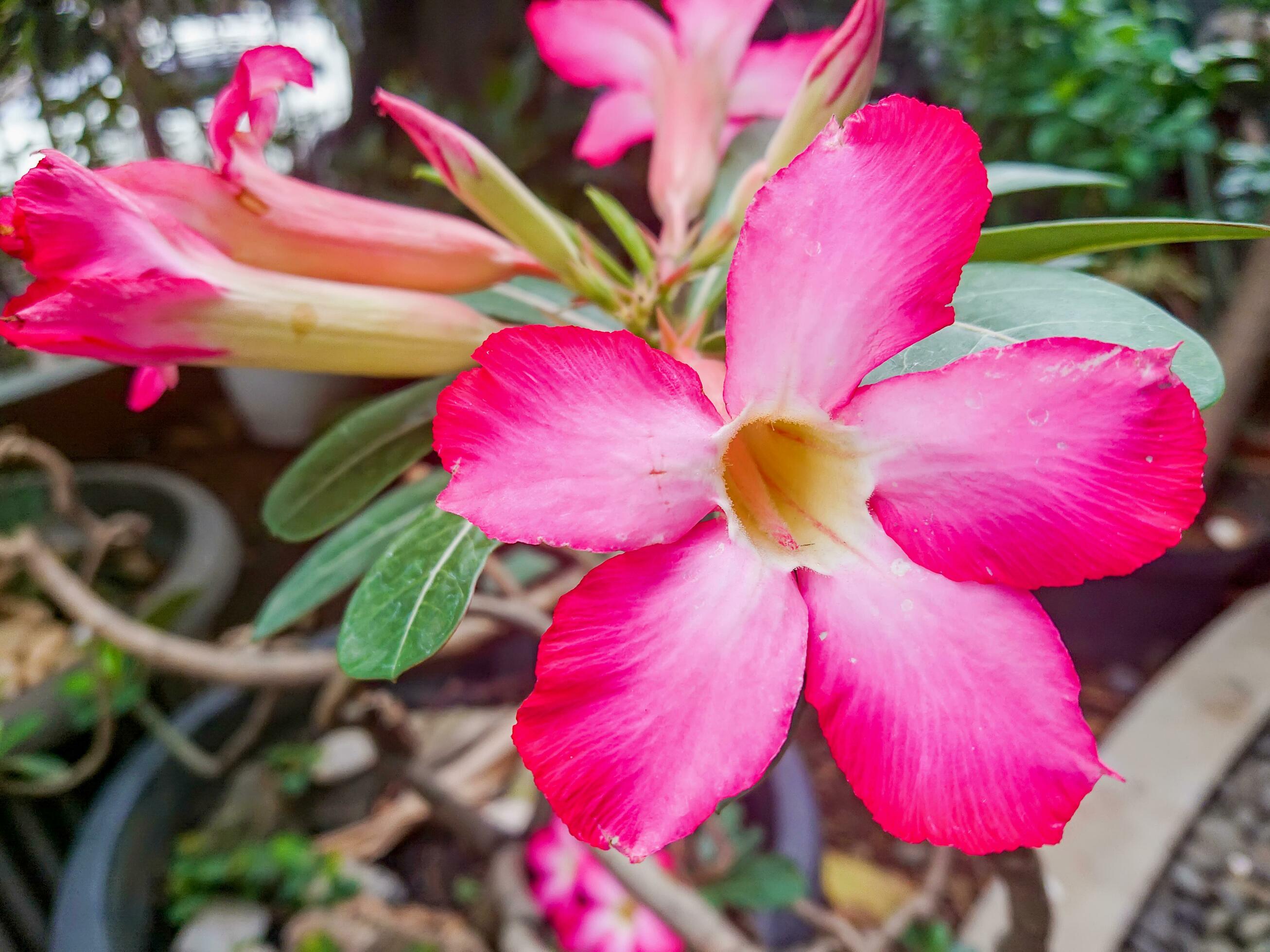 close up photo of pink frangipani flowers in the garden Stock Free