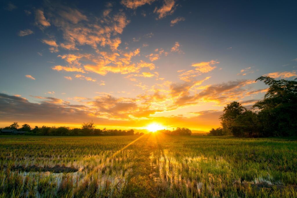 Natural scenic Beautiful rice field and sunset at Thailand. Stock Free