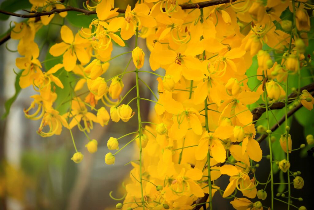 Beautiful golden shower flower Ratchaphruek, tropical yellow flower blooming in summer garden Stock Free