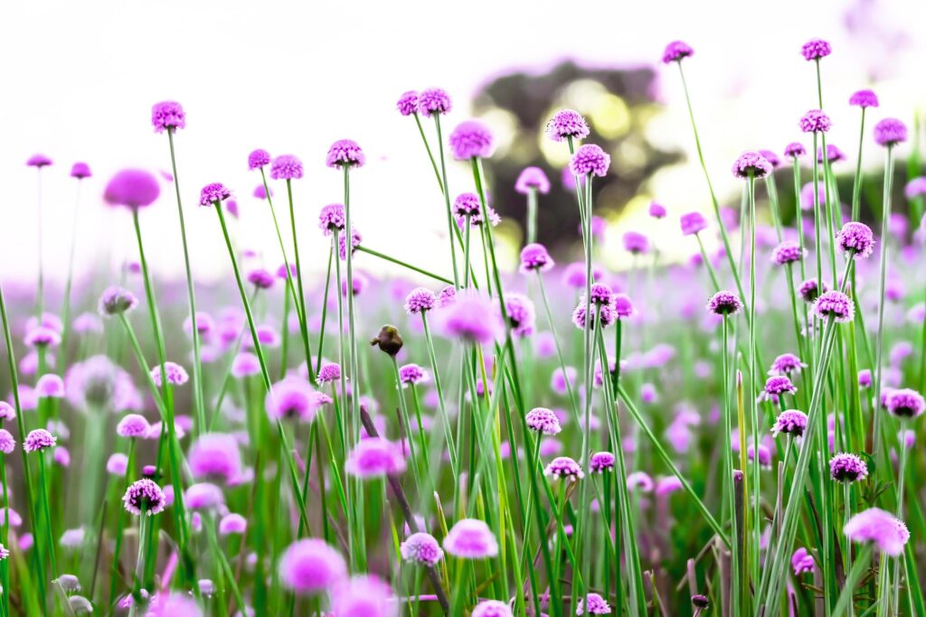 Blurred,Pink wild flower fields.Beautiful growing and blooming in the nature Stock Free