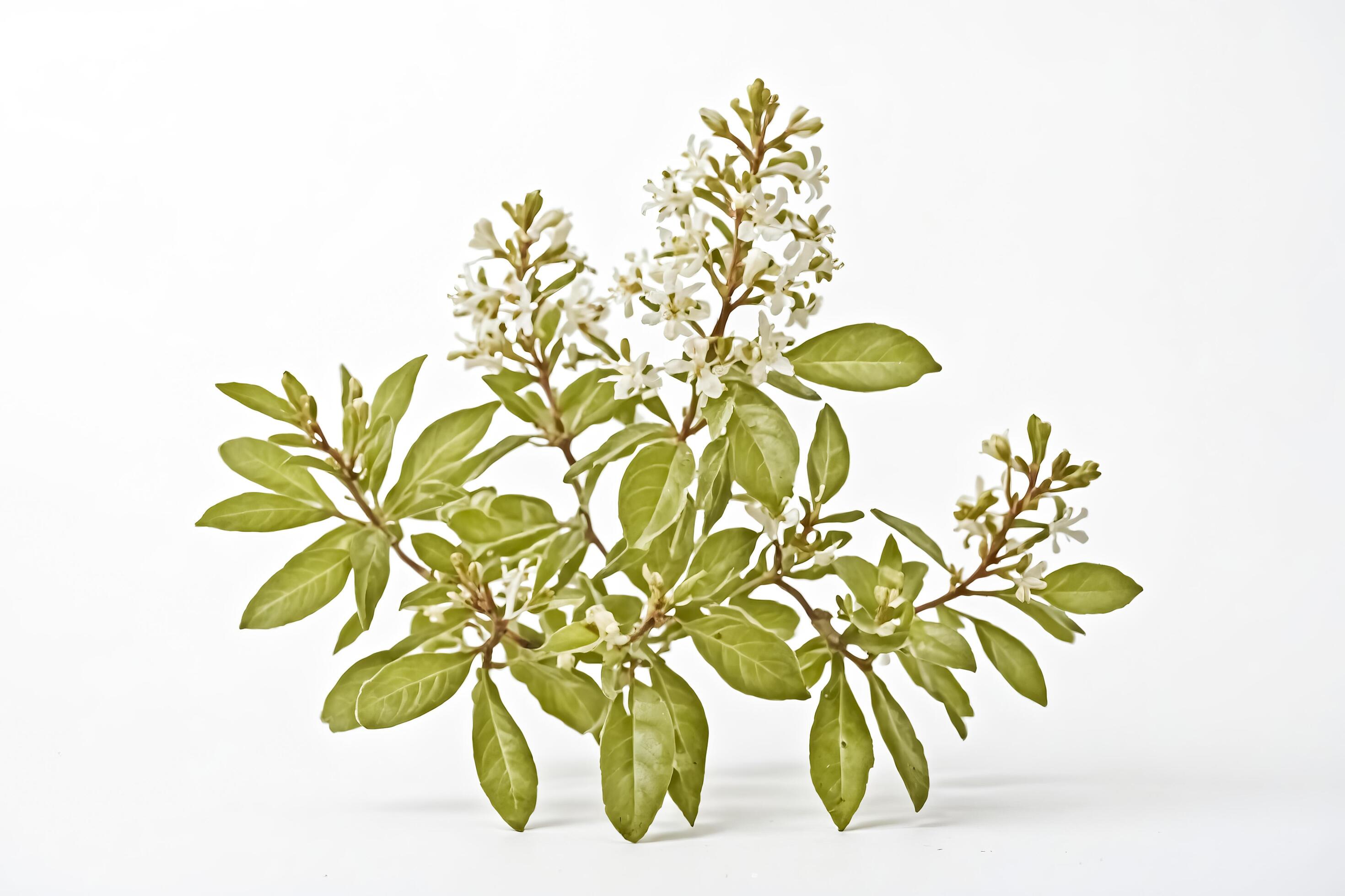 White Flowers and Green Leaves on a White Background Stock Free