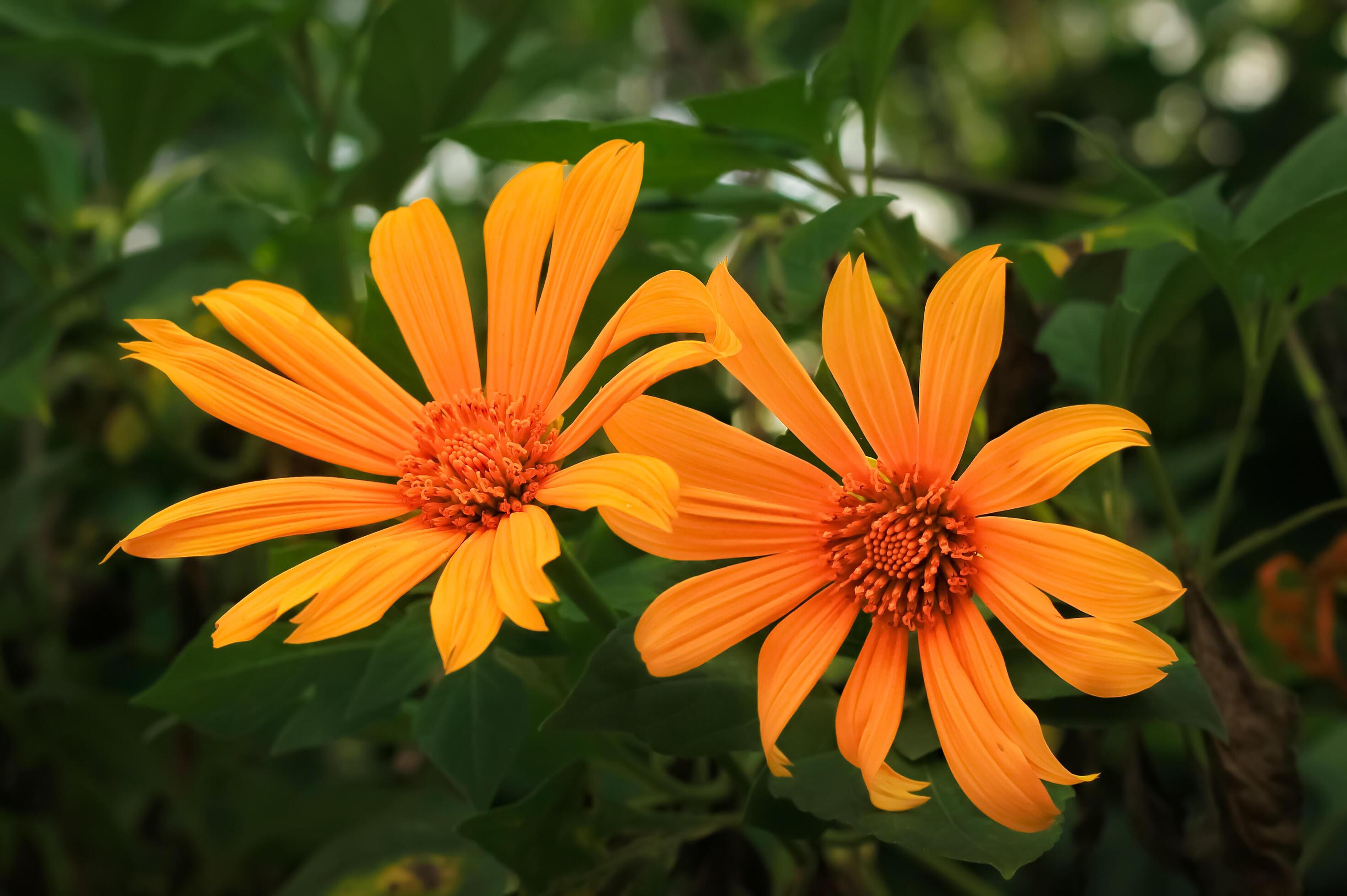 tithonia flower blooms in the garden. tithonia flower have latin named tithonia diversifolia. tithonia diversifolia flower from asteraceae family Stock Free