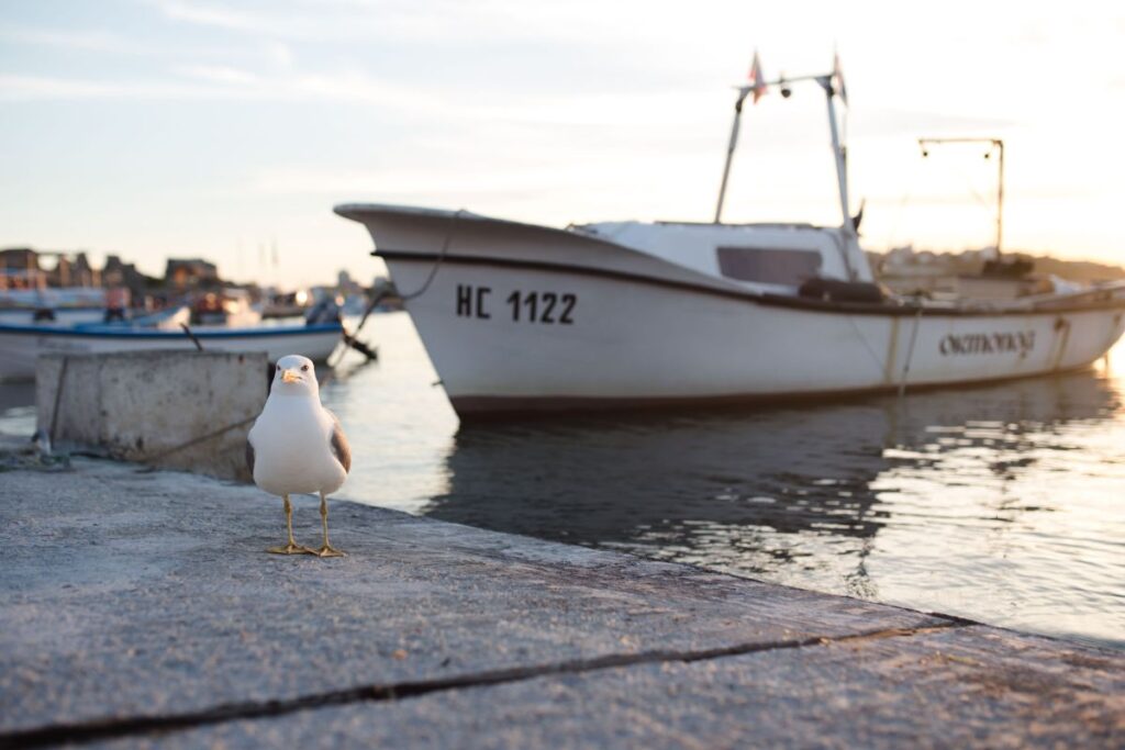 Seagull at Nessebar Port, Bulgaria Stock Free