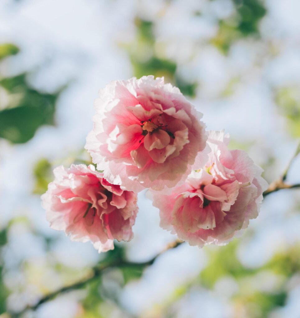 Pink flowers in the sun Stock Free