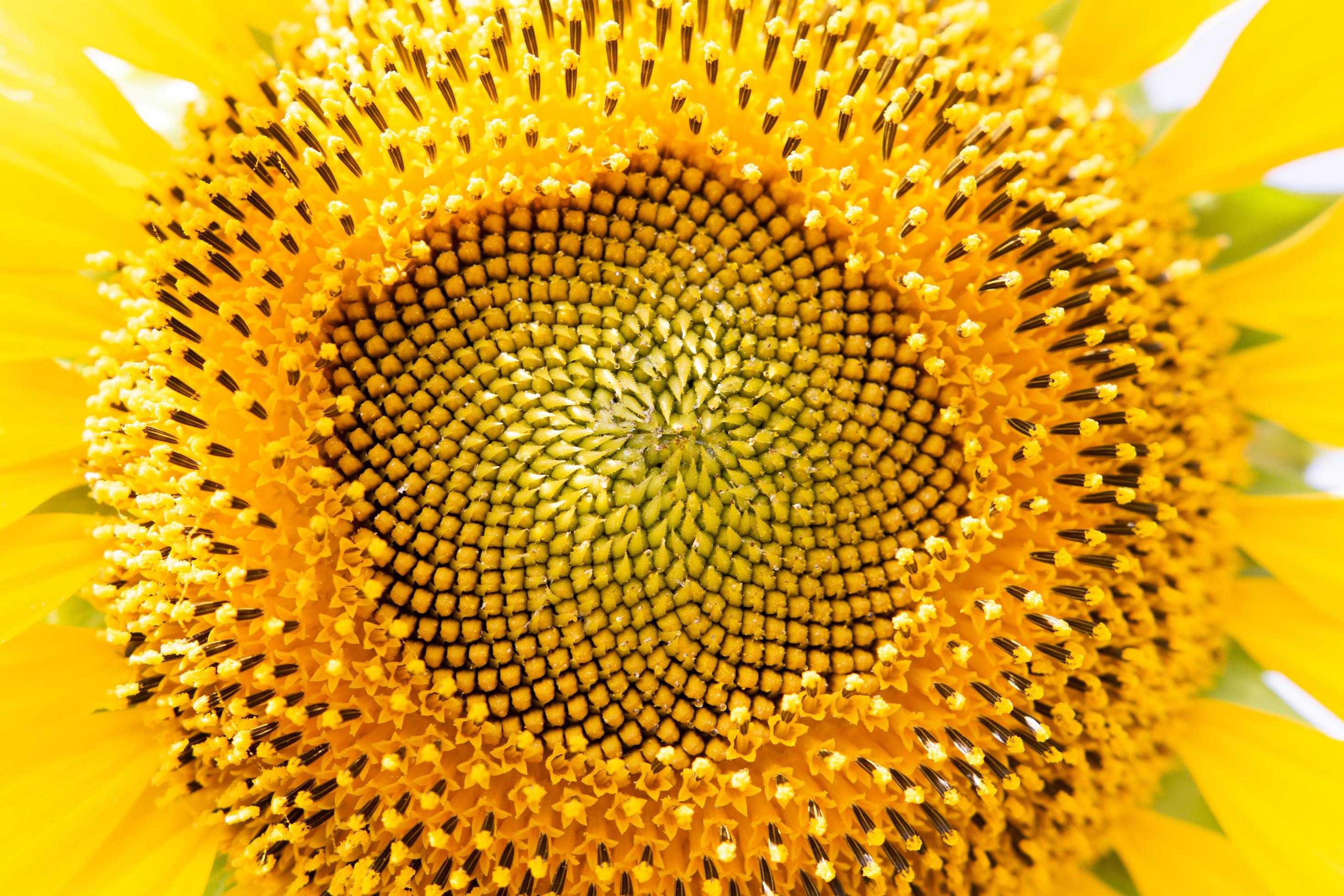 Close-up view of sunflower, showing details in the center of the flower Stock Free